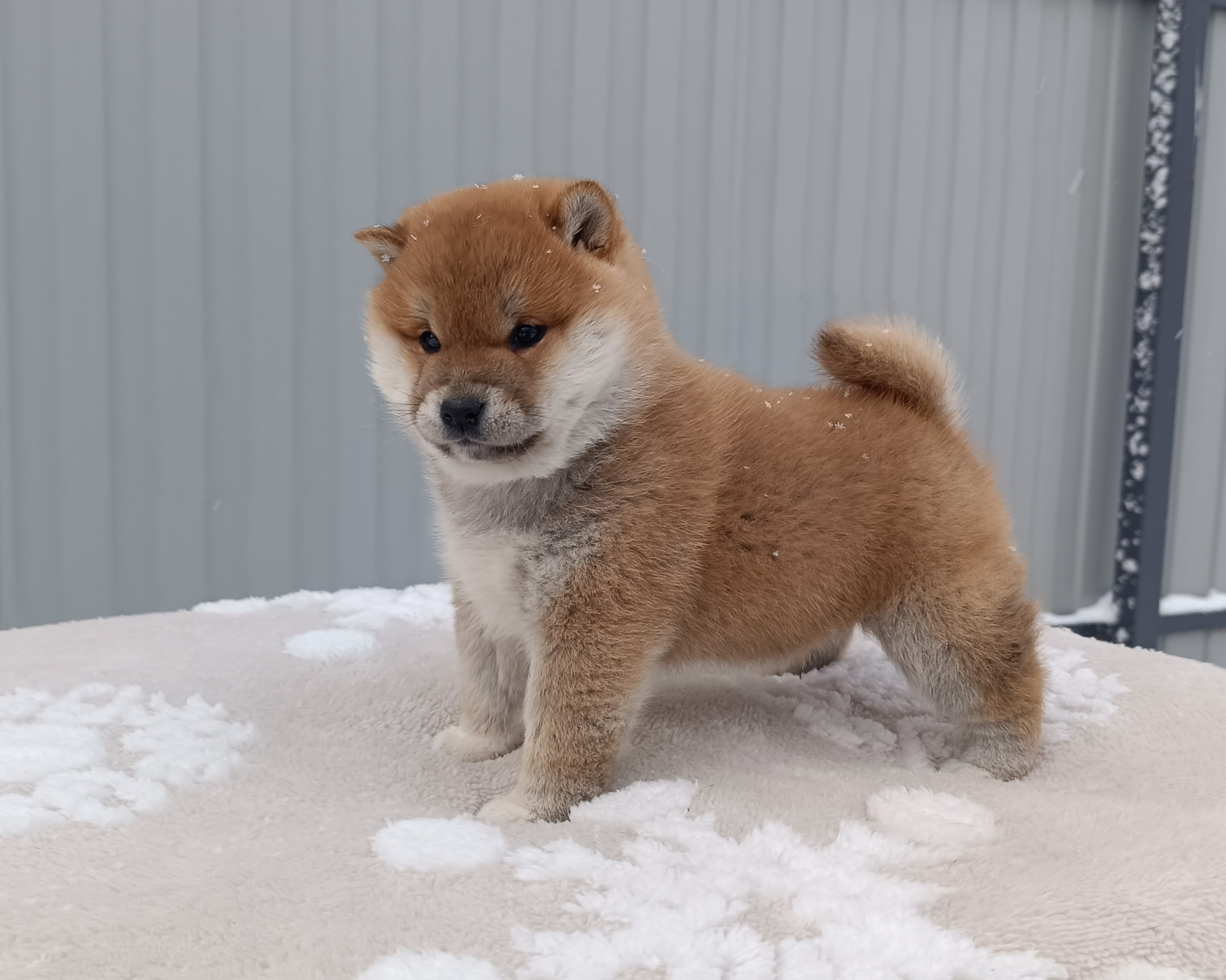 сиба питомник Рубилайт щенки на продажу rubylight  сиба щенки купить СПб Санкт-Петербург 