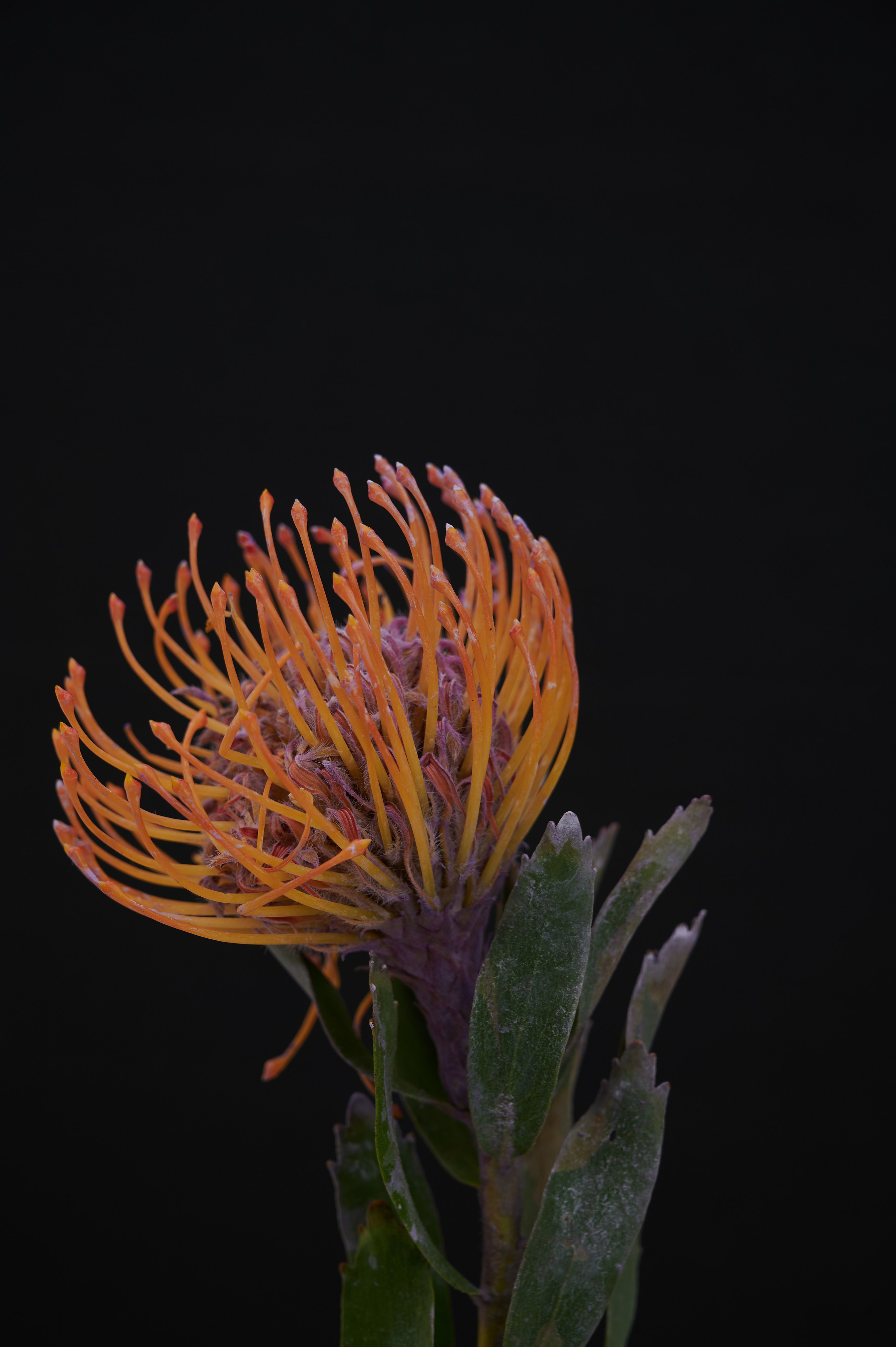 Женская одежда «Vogger». Контент фотограф в Саратове и Москве Дима Савельев