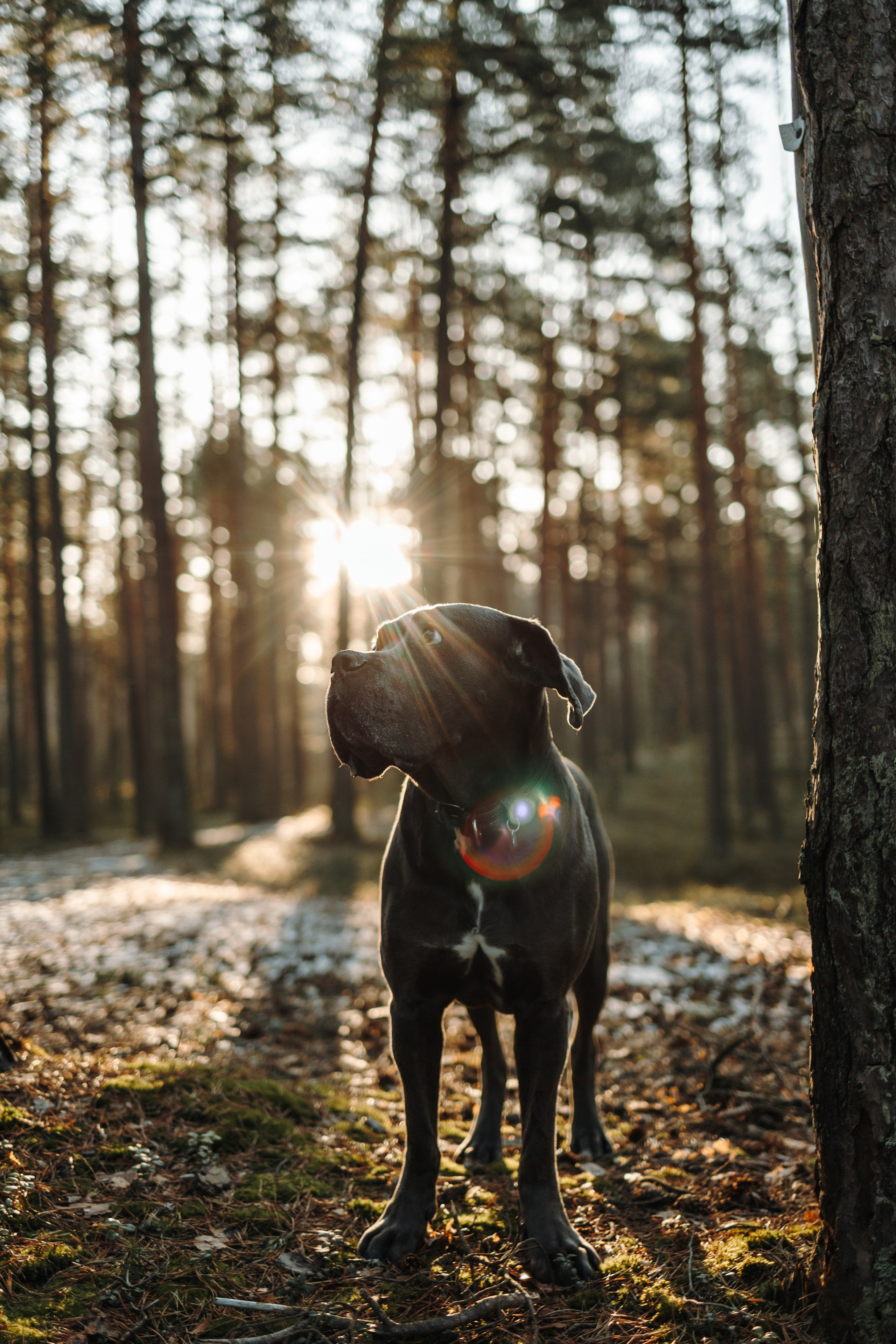 Анна и Лана. Фотограф — Анималист | Санкт-Петербург