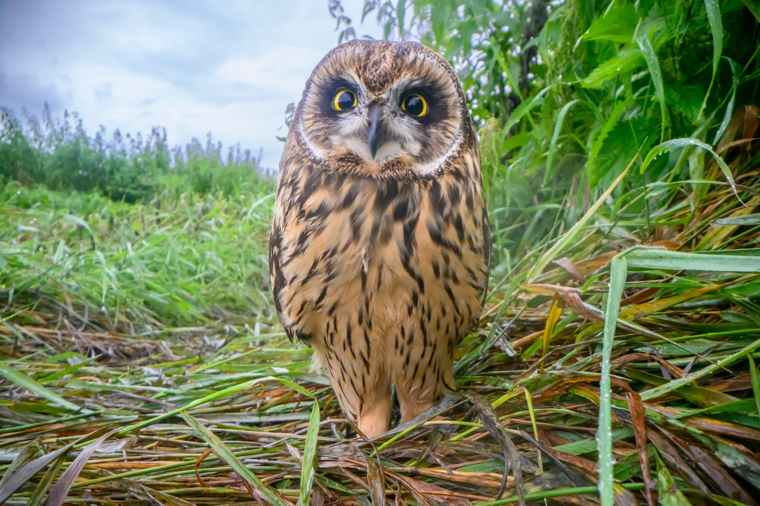 Совенок на ширик | Owlet with wide lens. Фотограф Сергей Пупонин