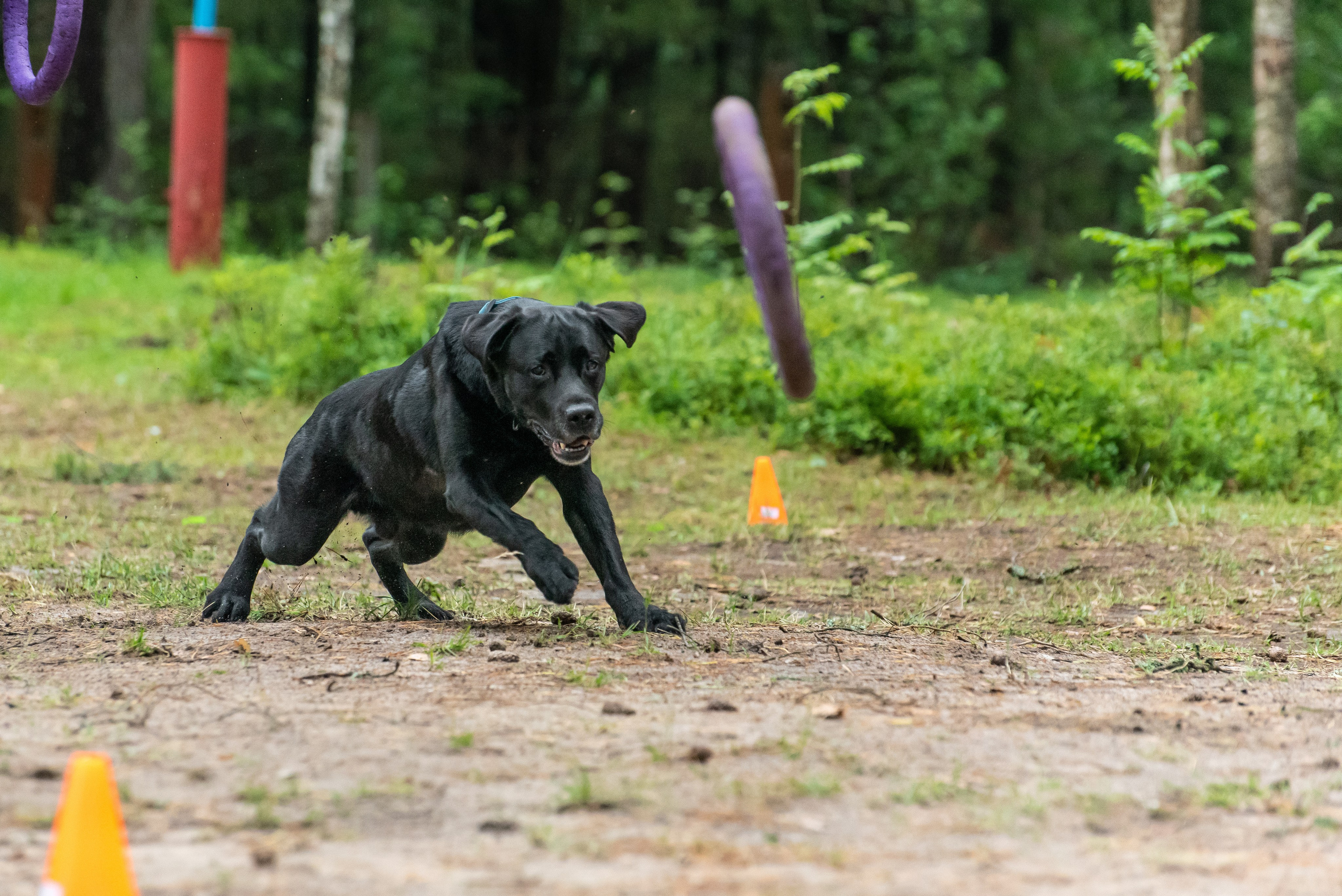 Хвостатые каникулы Детский кинологический лагерь. Фотограф Макс Огурцов в Нижнем Новгороде