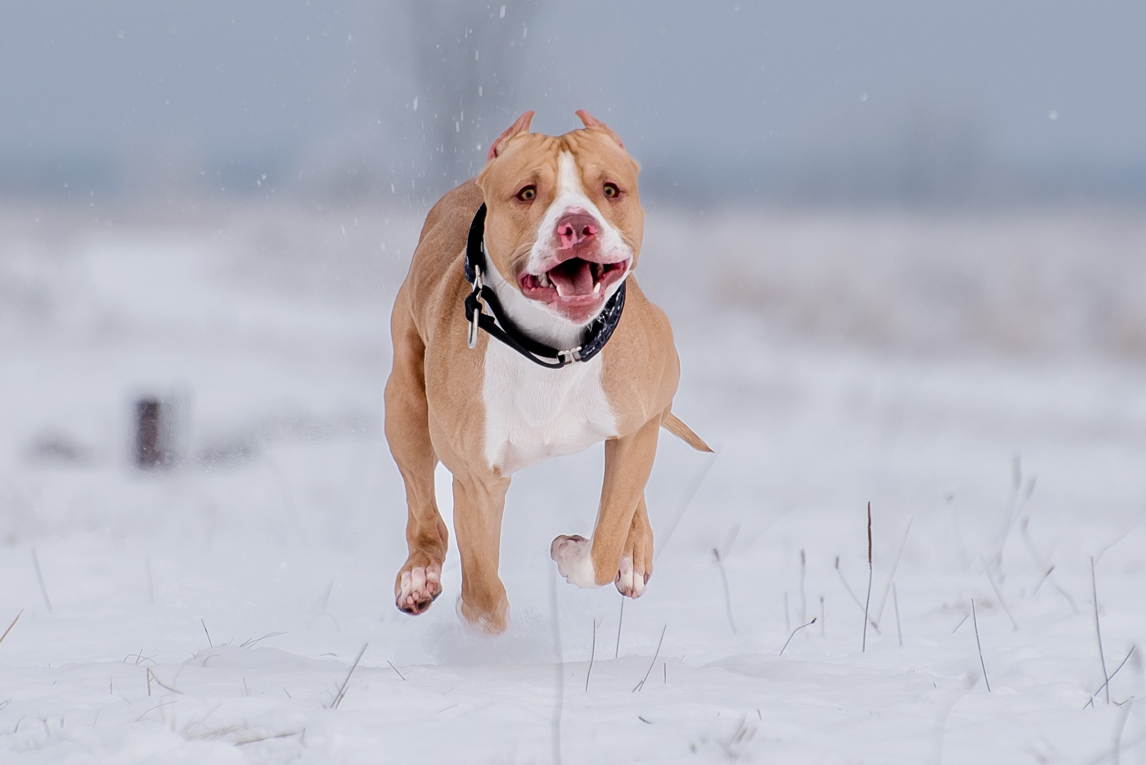 Бега за механической приманкой (Курсинг). Фотограф Макс Огурцов в Нижнем Новгороде