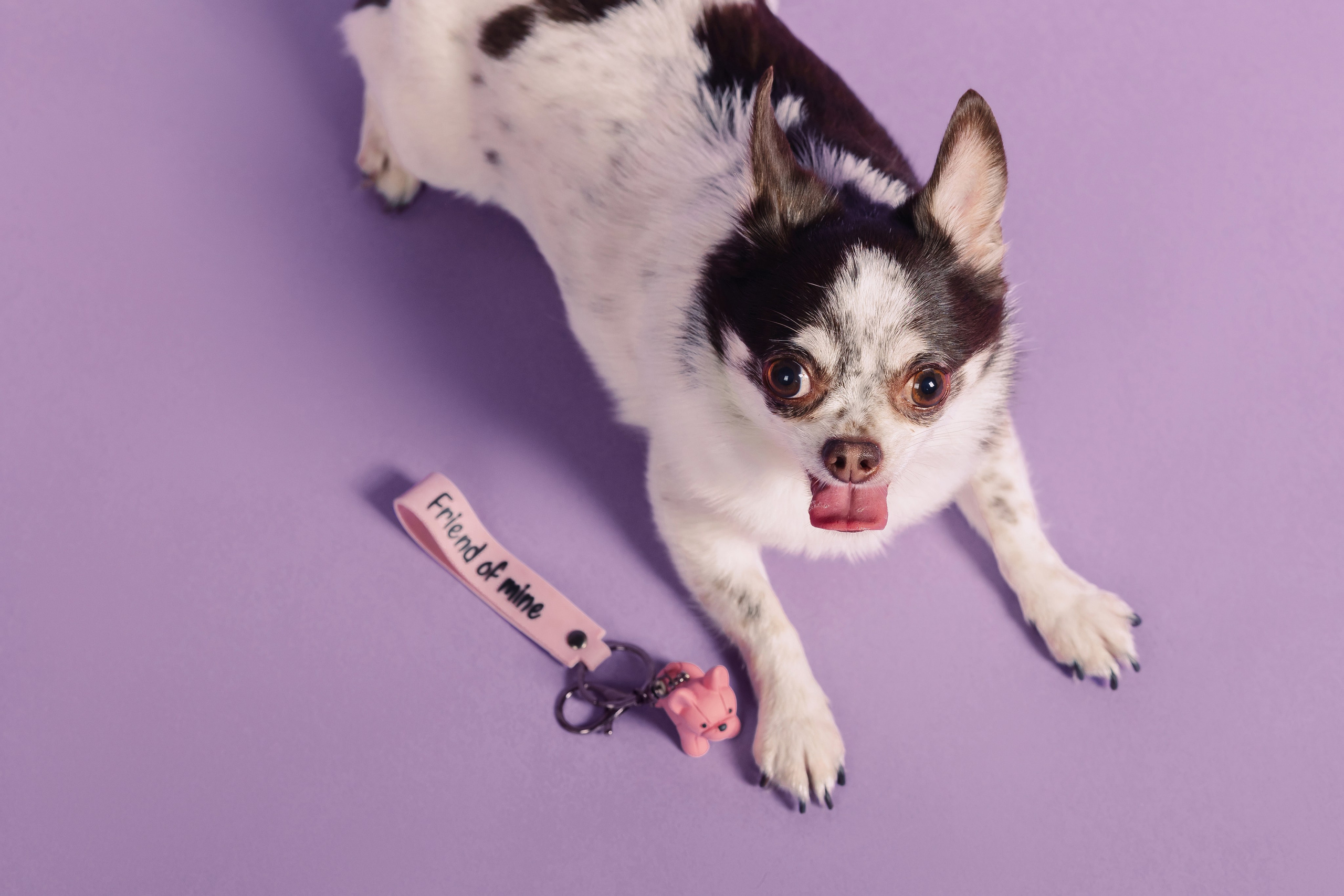 Магазин Friend of mine. Фотограф-анималист Елена Радченко, Москва