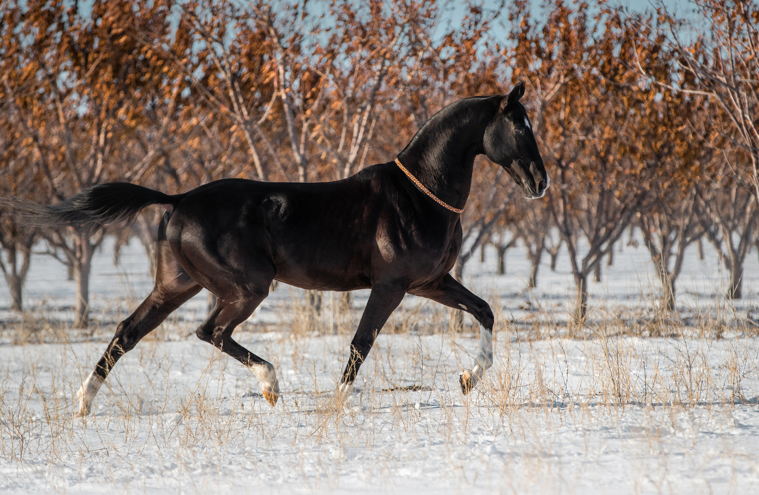 В движении. Фотограф-анималист Ксендзова Кристина