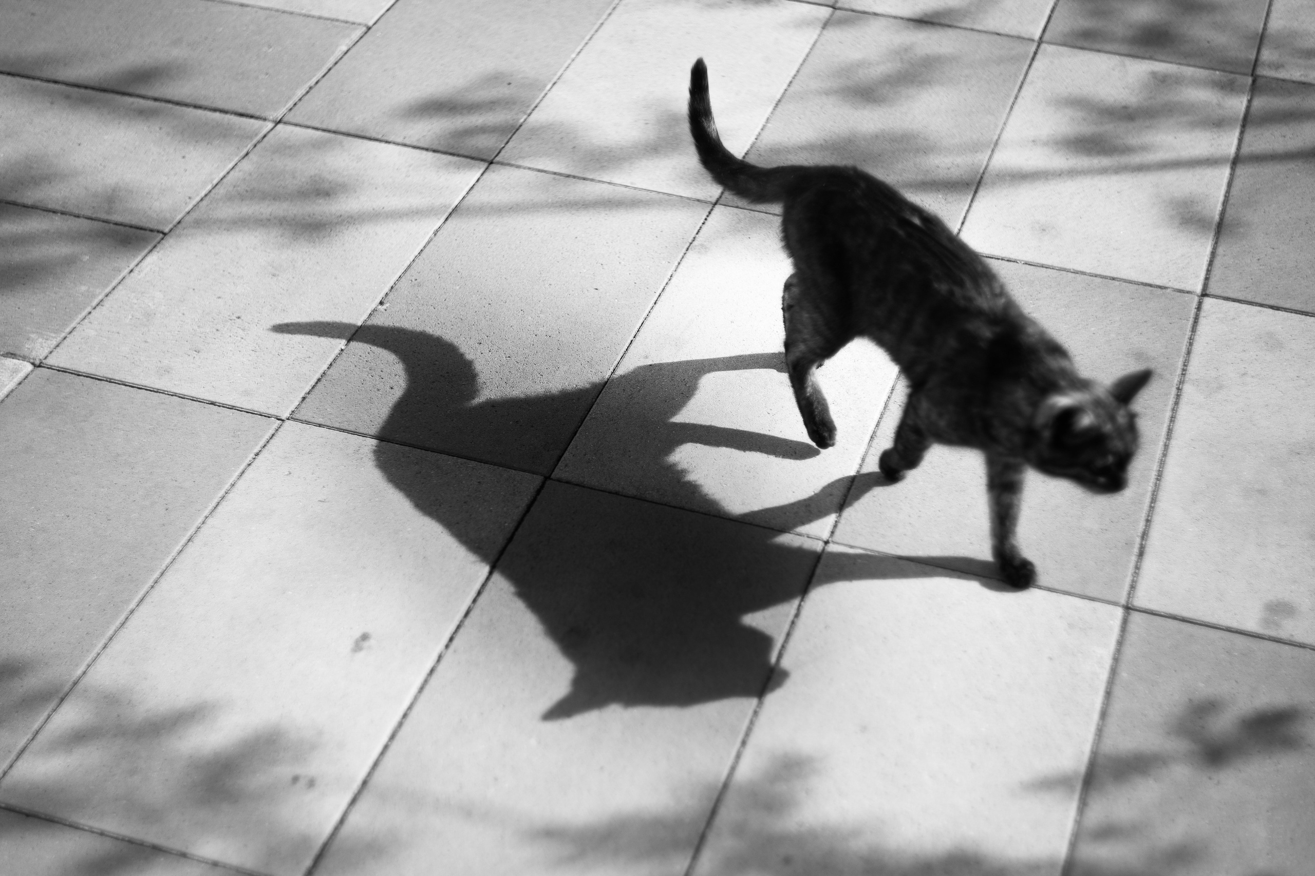 ЧЕРНО-БЕЛЫЕ ФОТОГРАФИИ. Никита Аничкин фото и видео оператор из России