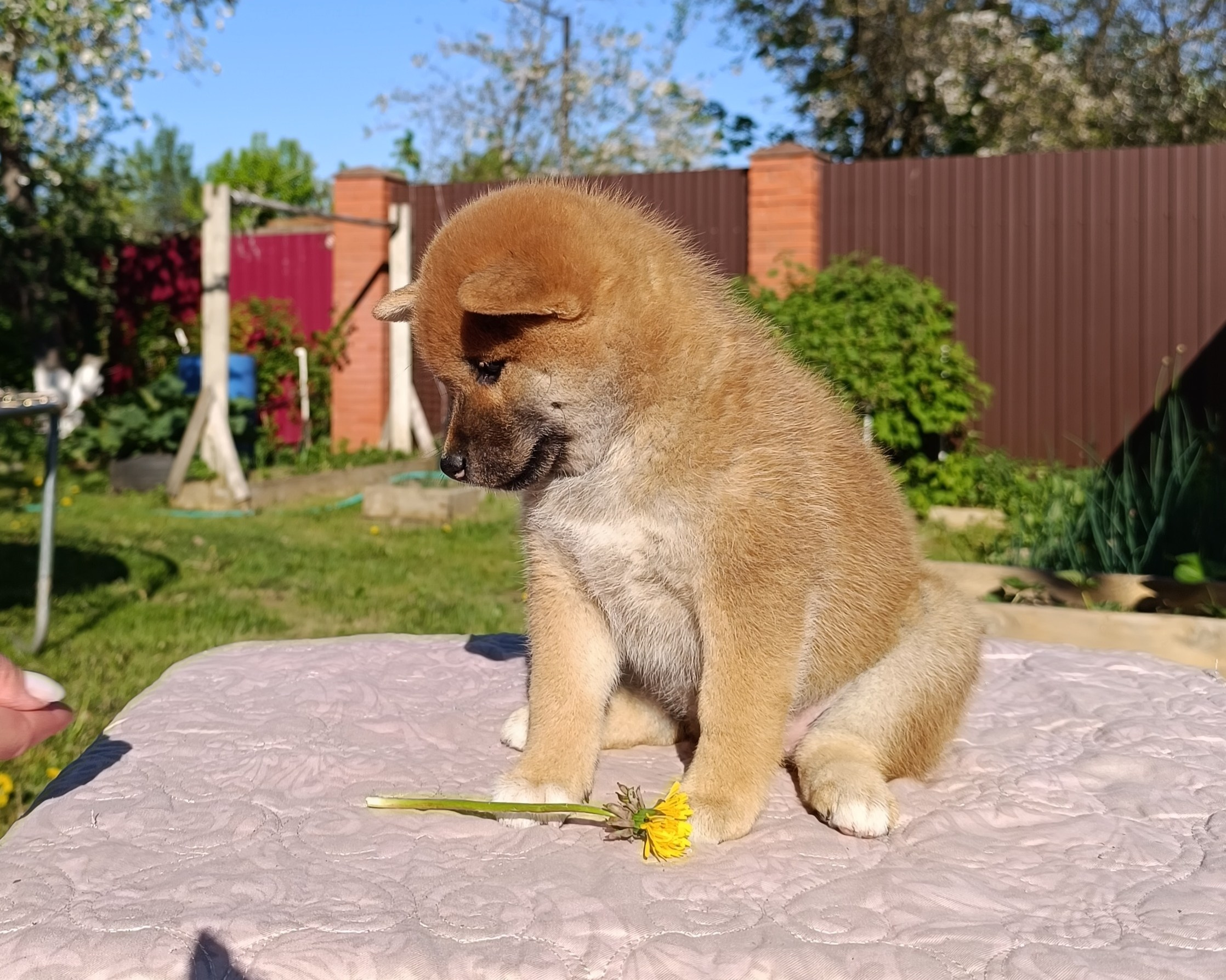сиба питомник Рубилайт щенки на продажу rubylight  сиба щенки купить СПб Санкт-Петербург