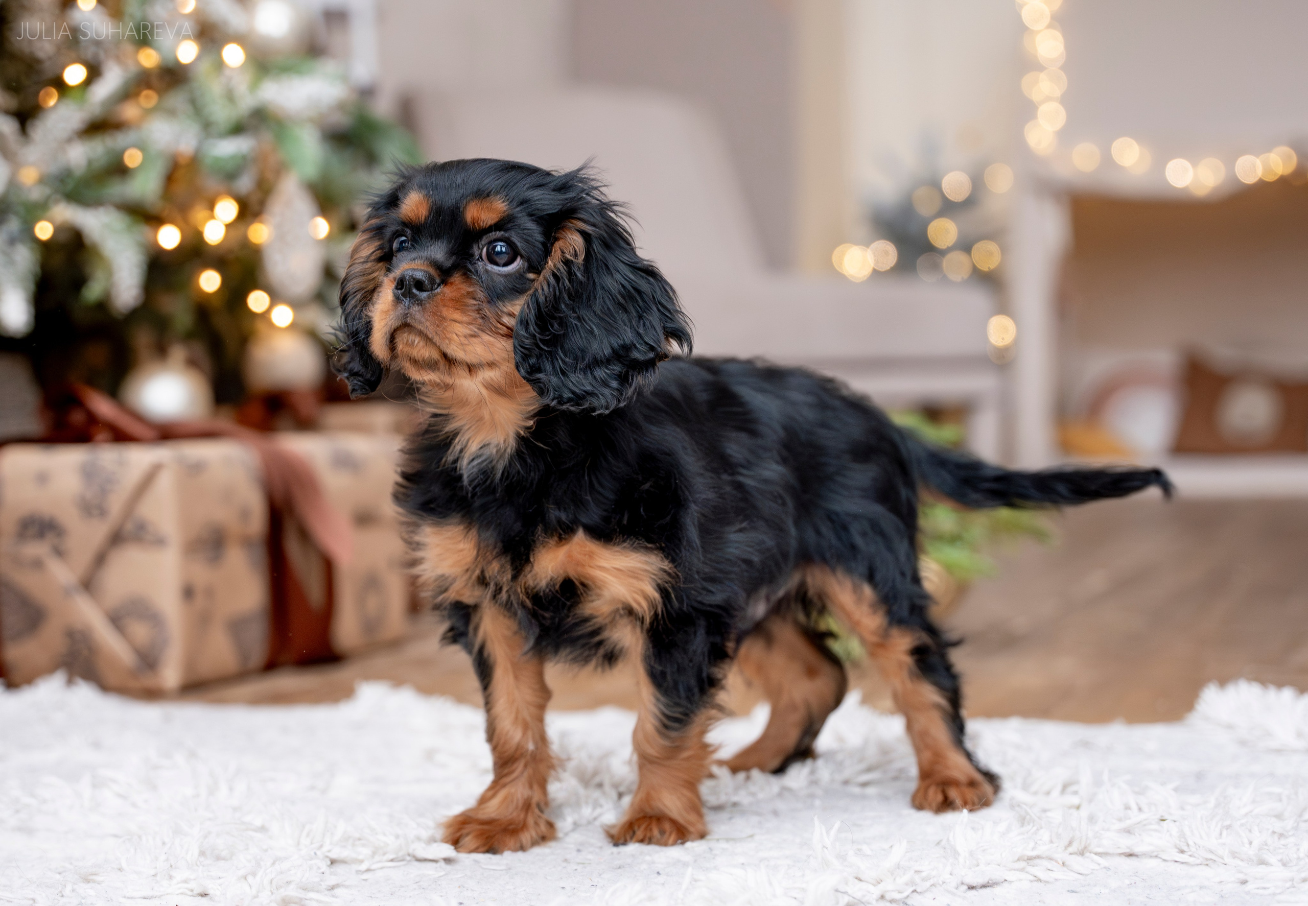 Щенки Кавалер кинг-чарльз-спаниель (Новый год). Главная