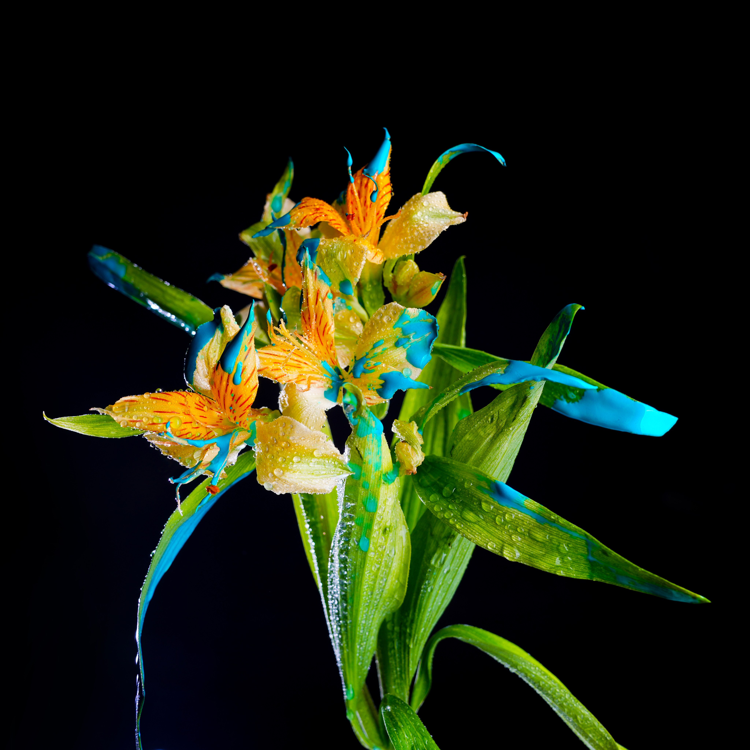 Предметная фотосъёмка. Фотограф, видеооператор Нина Коршунова