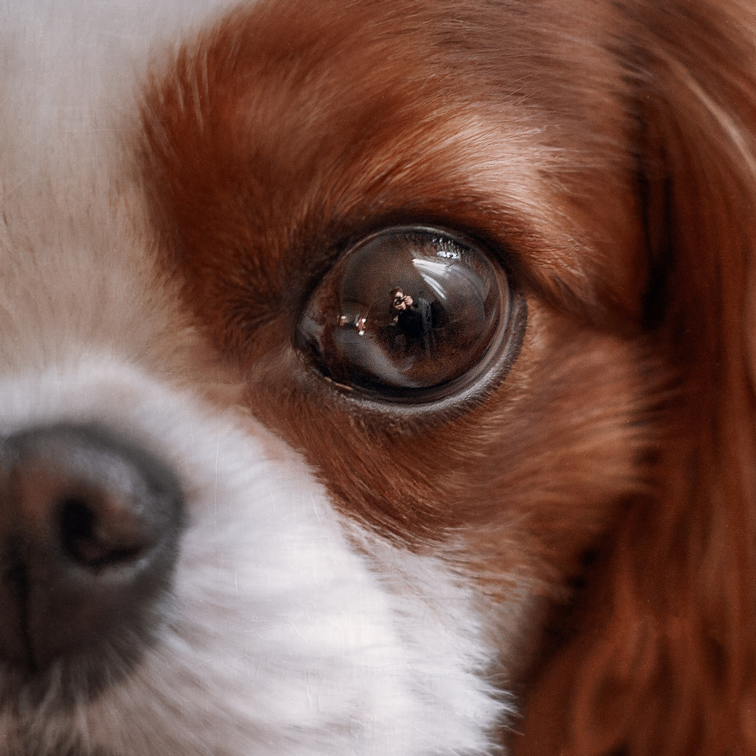 Портфолио. Студия груминга Валерии Кравец