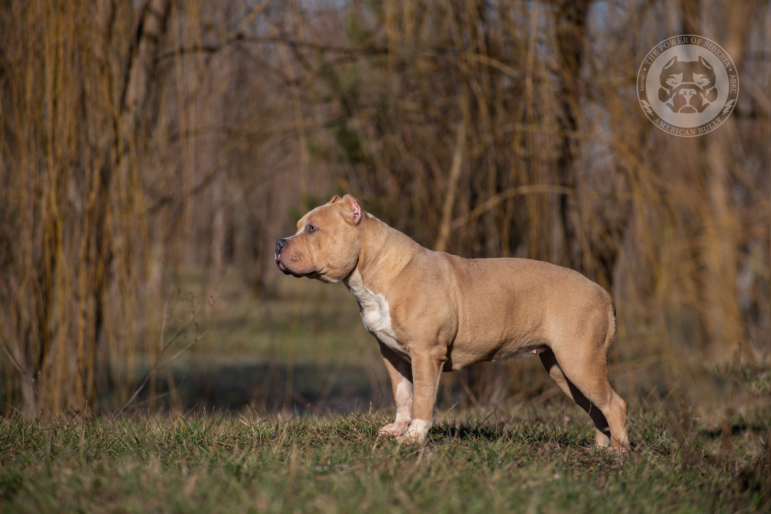 кобель на вязку American Bully на Алтае