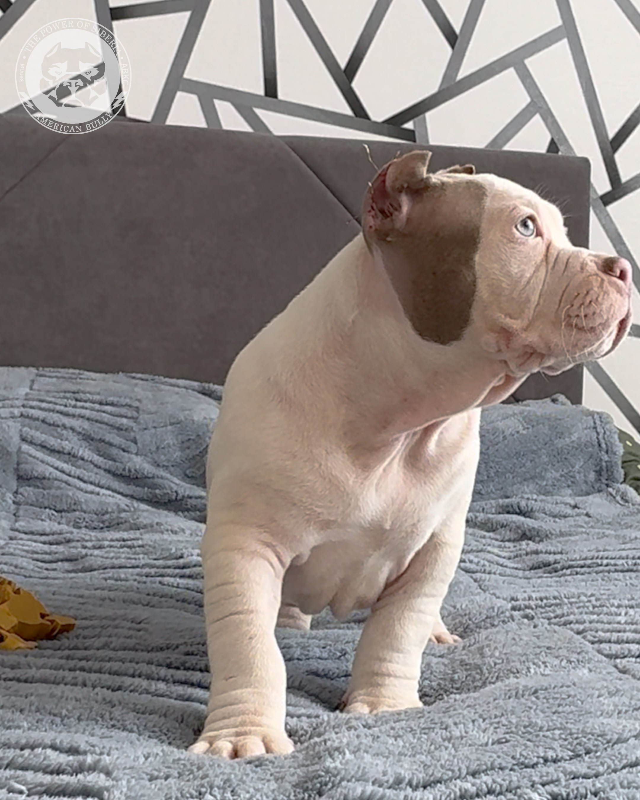 Свободные щенки Американский Булли стандарт и Свободные щенки Американский Булли классик. Американский Булли в г. Ростов-на-Дону. Питомник THE POWER OF SIBERIA