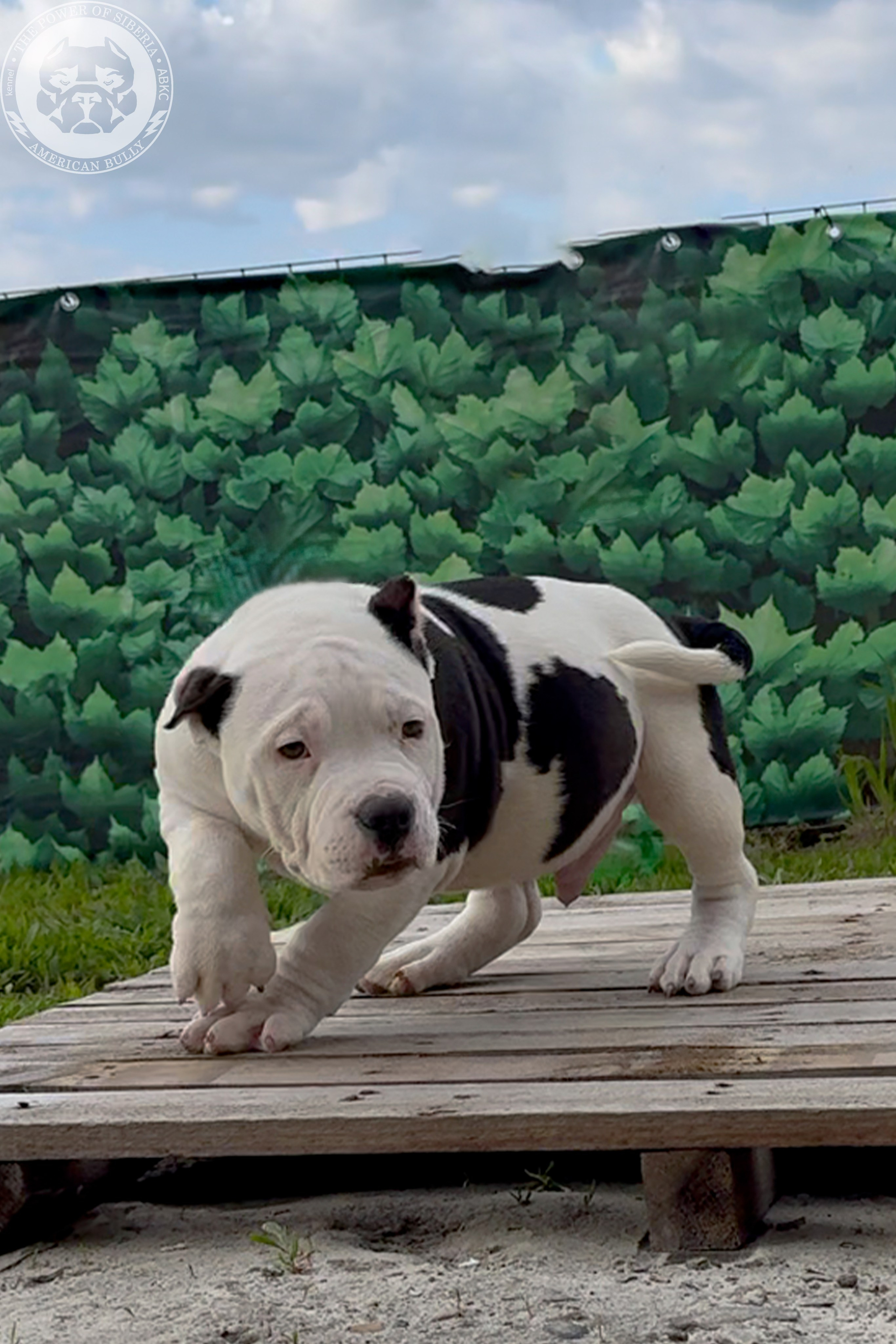 20.01.26-Рокси-Арчи. Американский Булли в г. Ростов-на-Дону. Питомник THE POWER OF SIBERIA