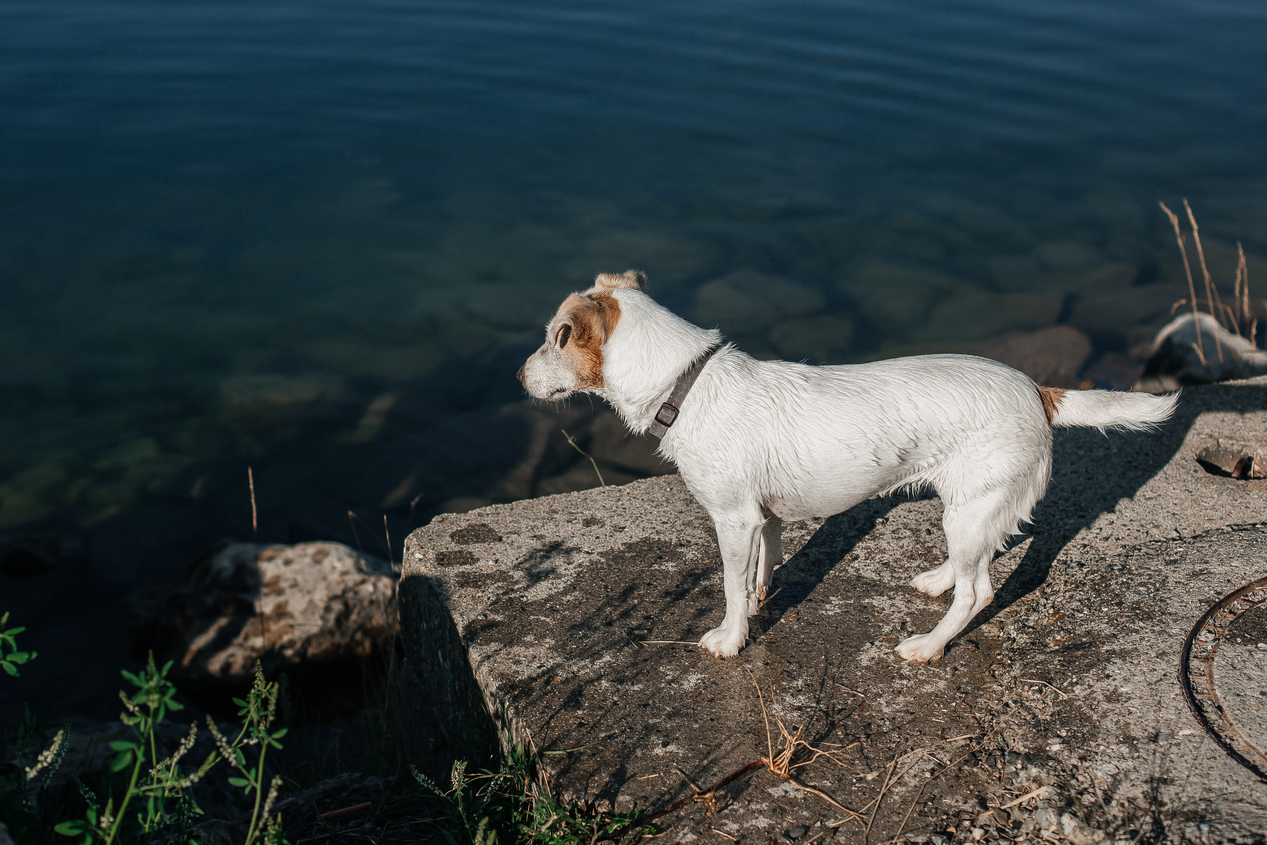 Гийом, Ларс и Жава