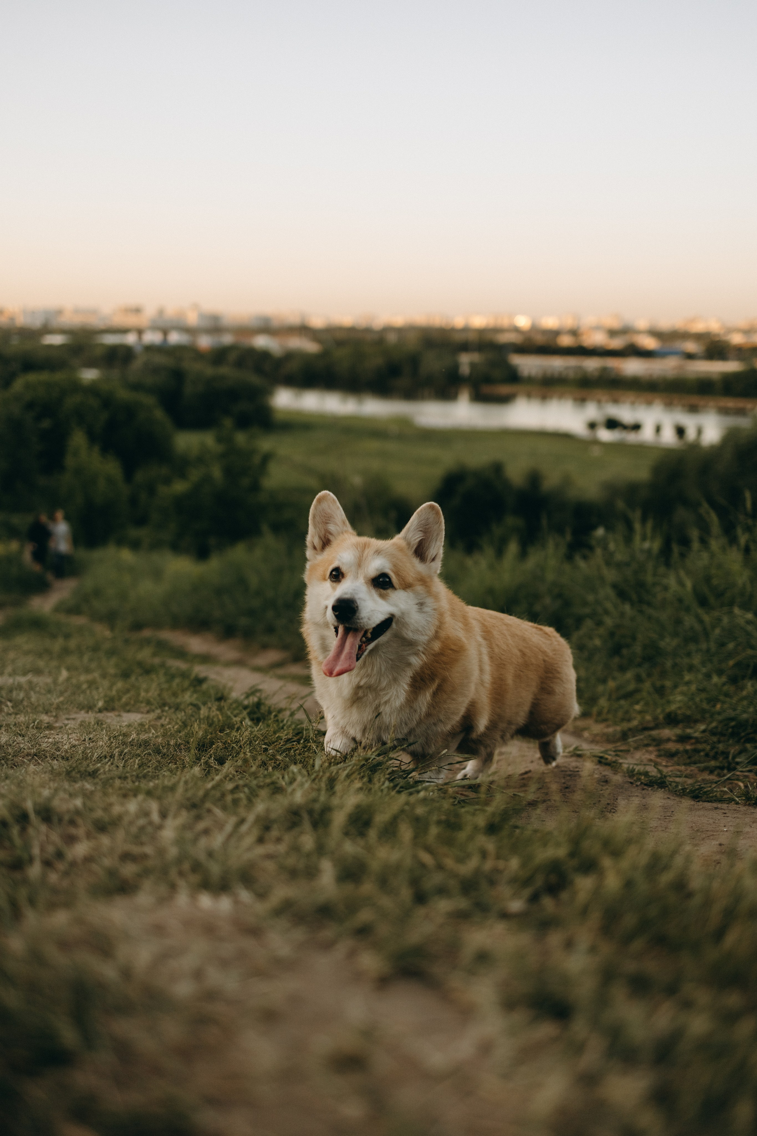 Кристина и Шелби. Фотограф — Анималист | Санкт-Петербург