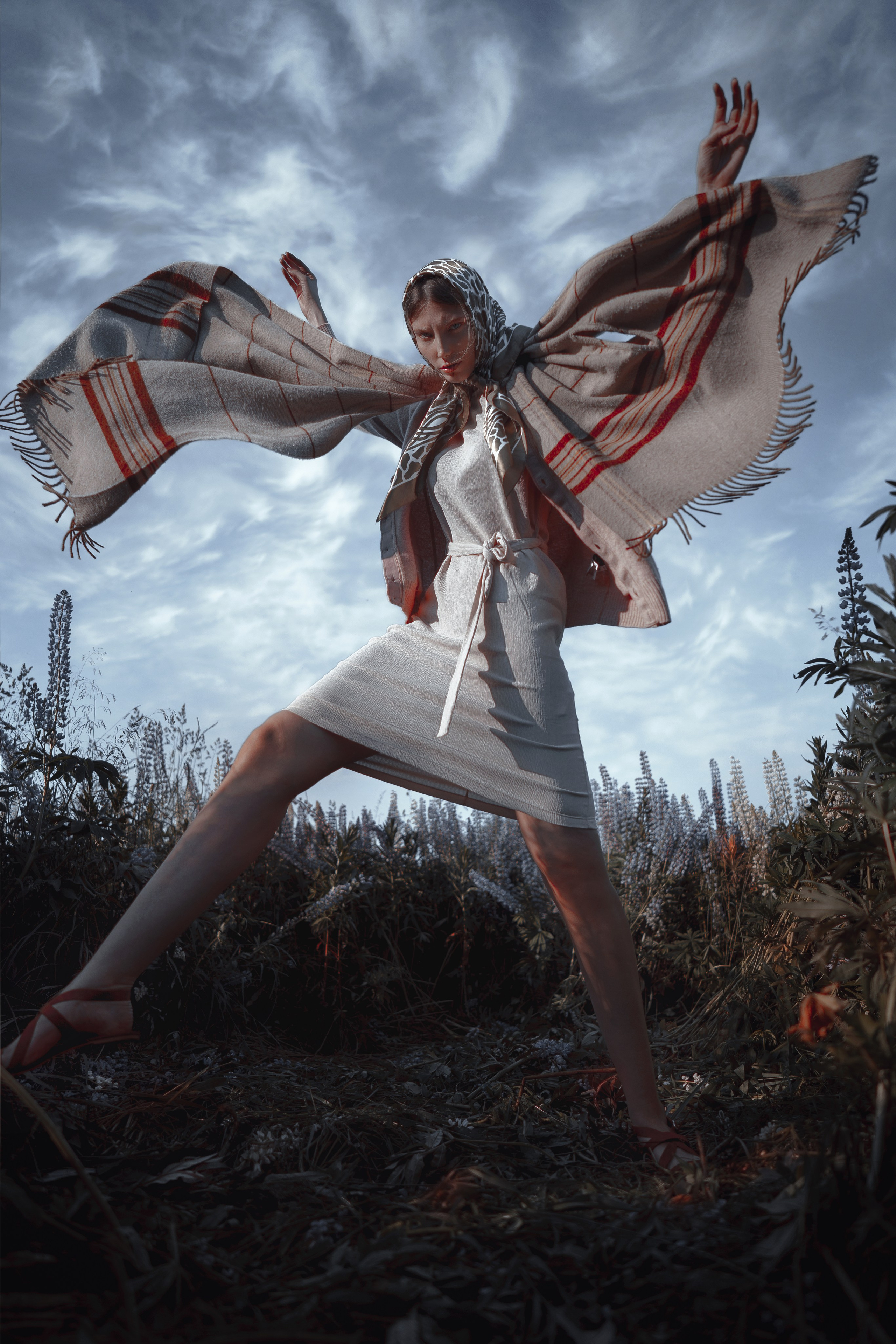 LUPINUS ALBUS. Sergey,kuzichev