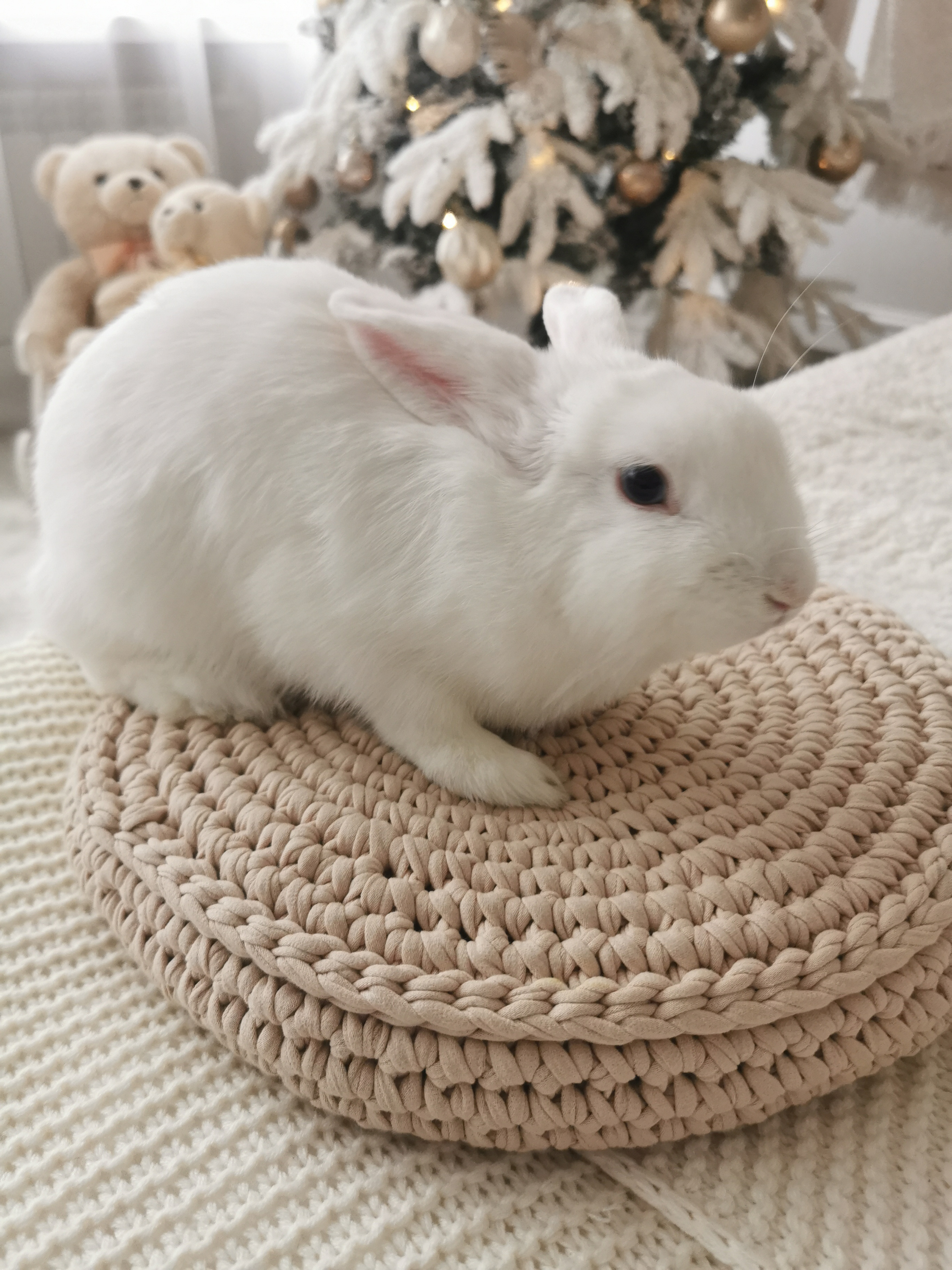 Фотостудия «Белый кролик» зал Романтик. Свадебный фотограф в Ростове Александра Груздева