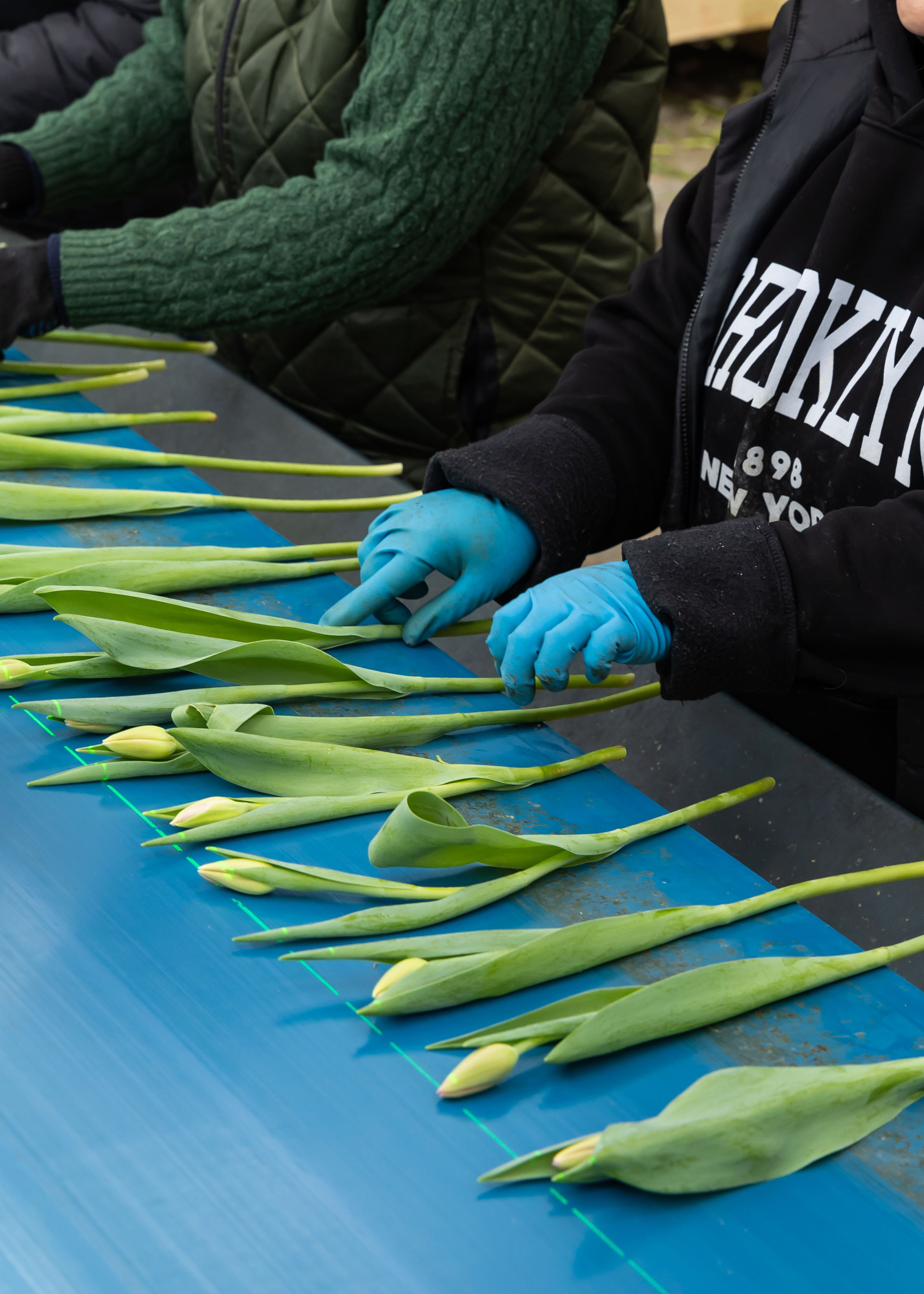 ЦВЕТЫ. ФОТОГРАФ ВИНОГРАДОВА ДАРЬЯ