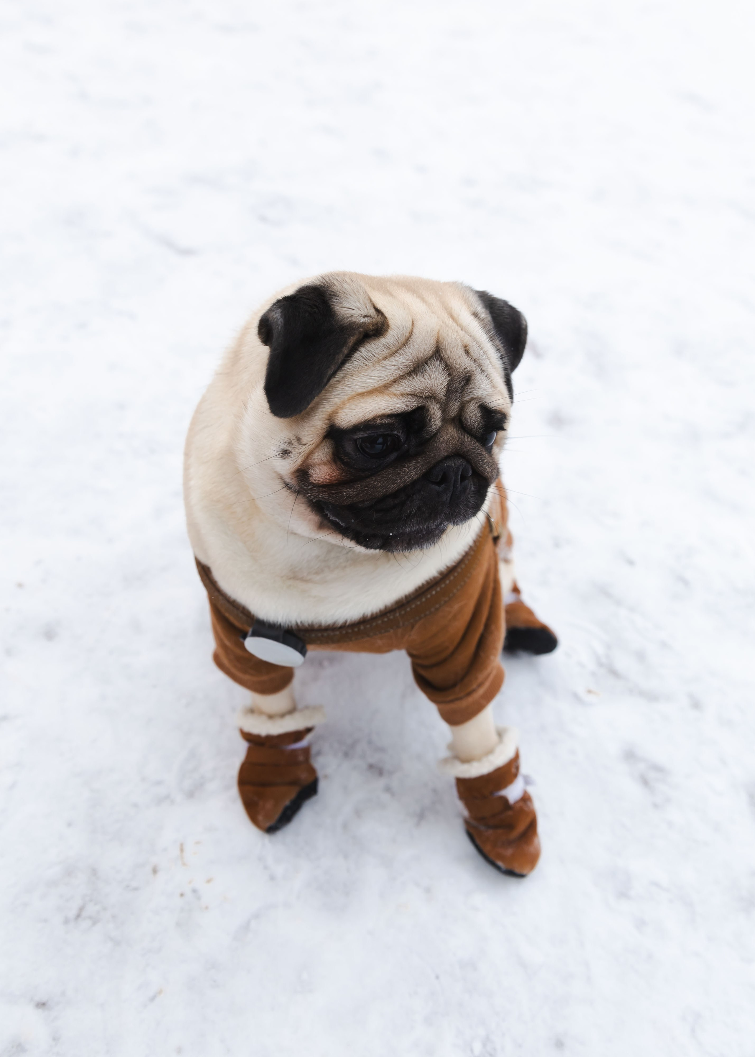 07.12.2024 Фотосессия в Козьем Парке. ФОТОГРАФ ВИНОГРАДОВА ДАРЬЯ