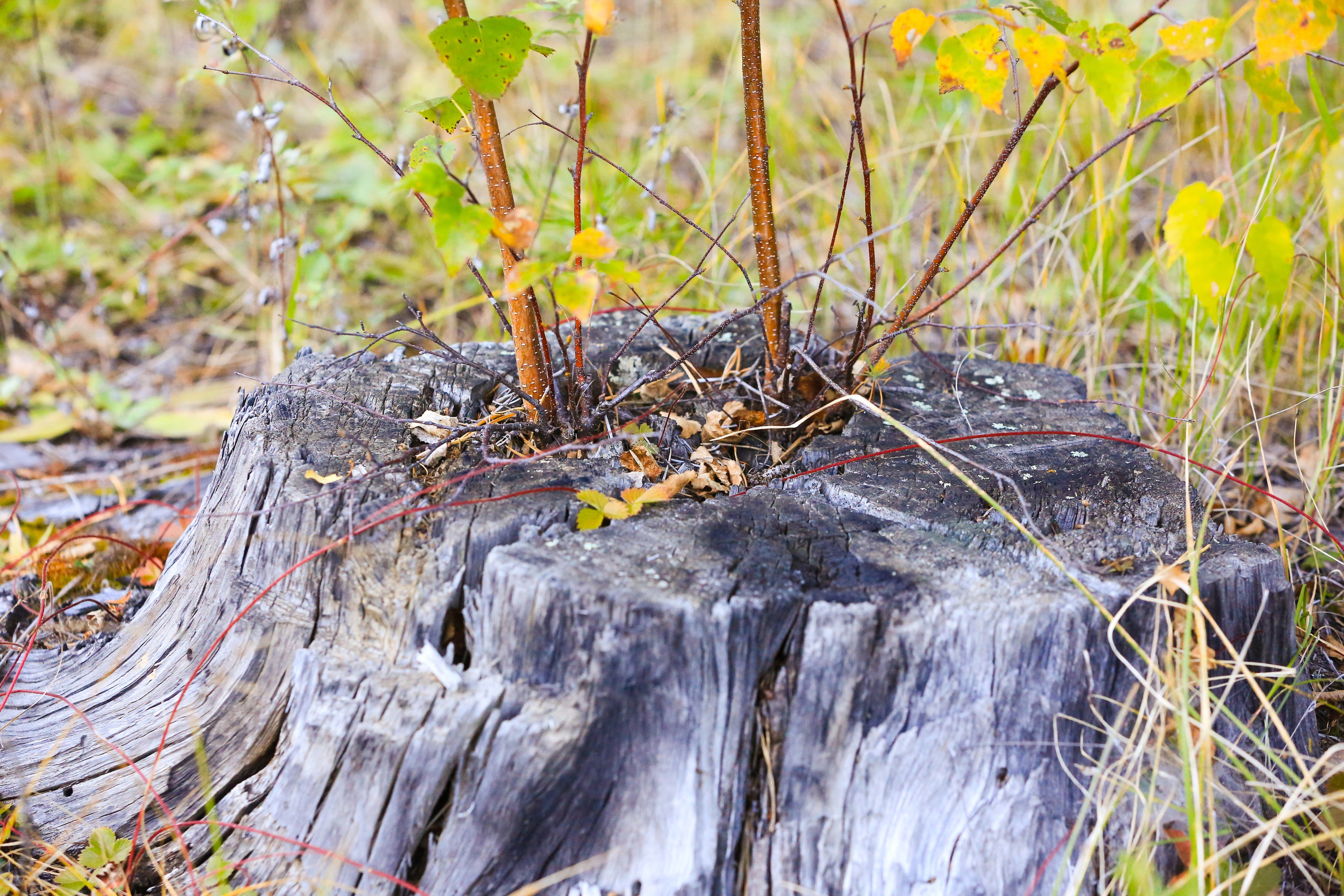 Фото Природы Забайкалья. Студия Максима Белослюдцева