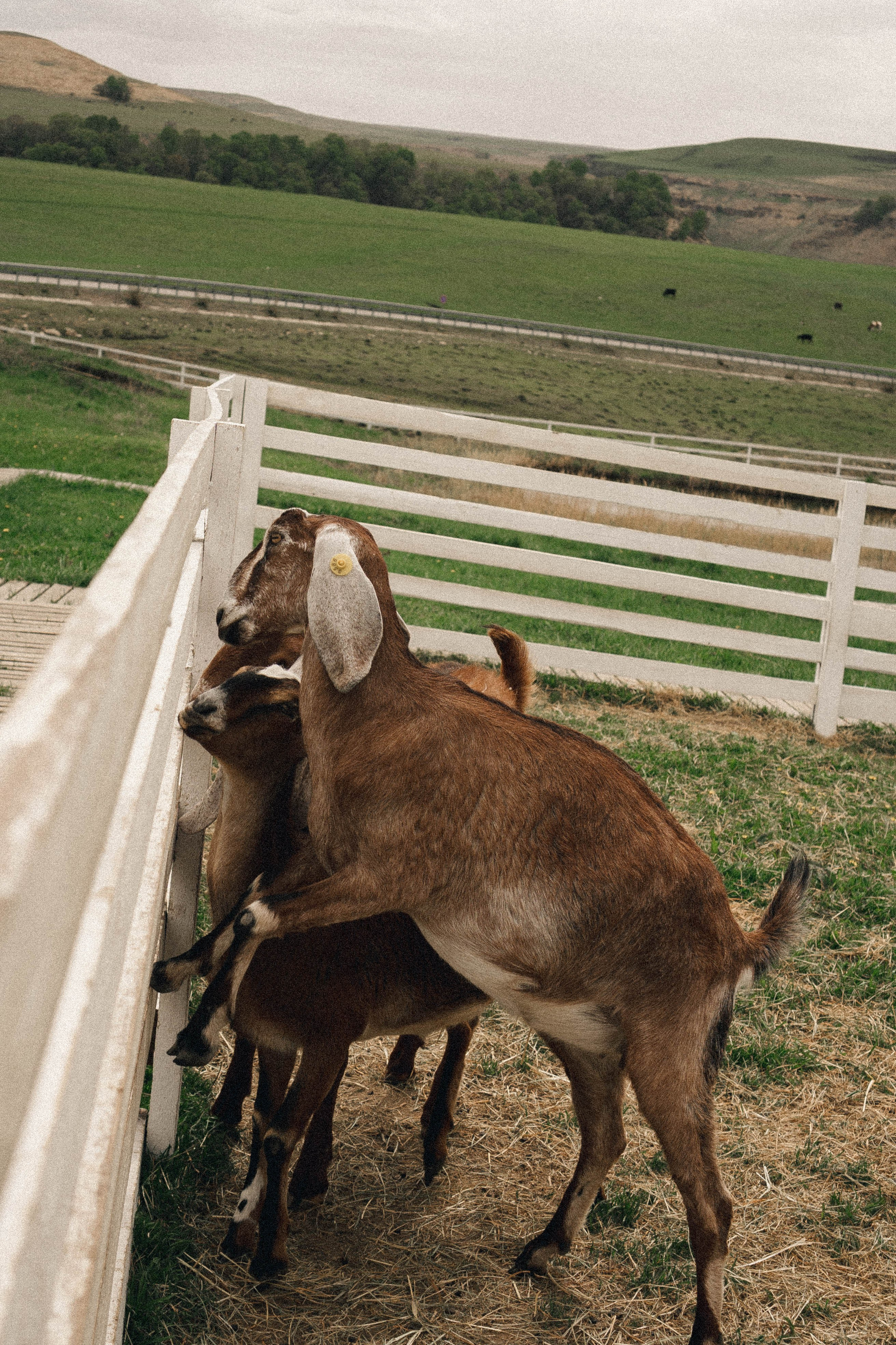 Ферма Альпак. Профессиональный фотограф, Санкт-Петербург — Виктория Богомолова