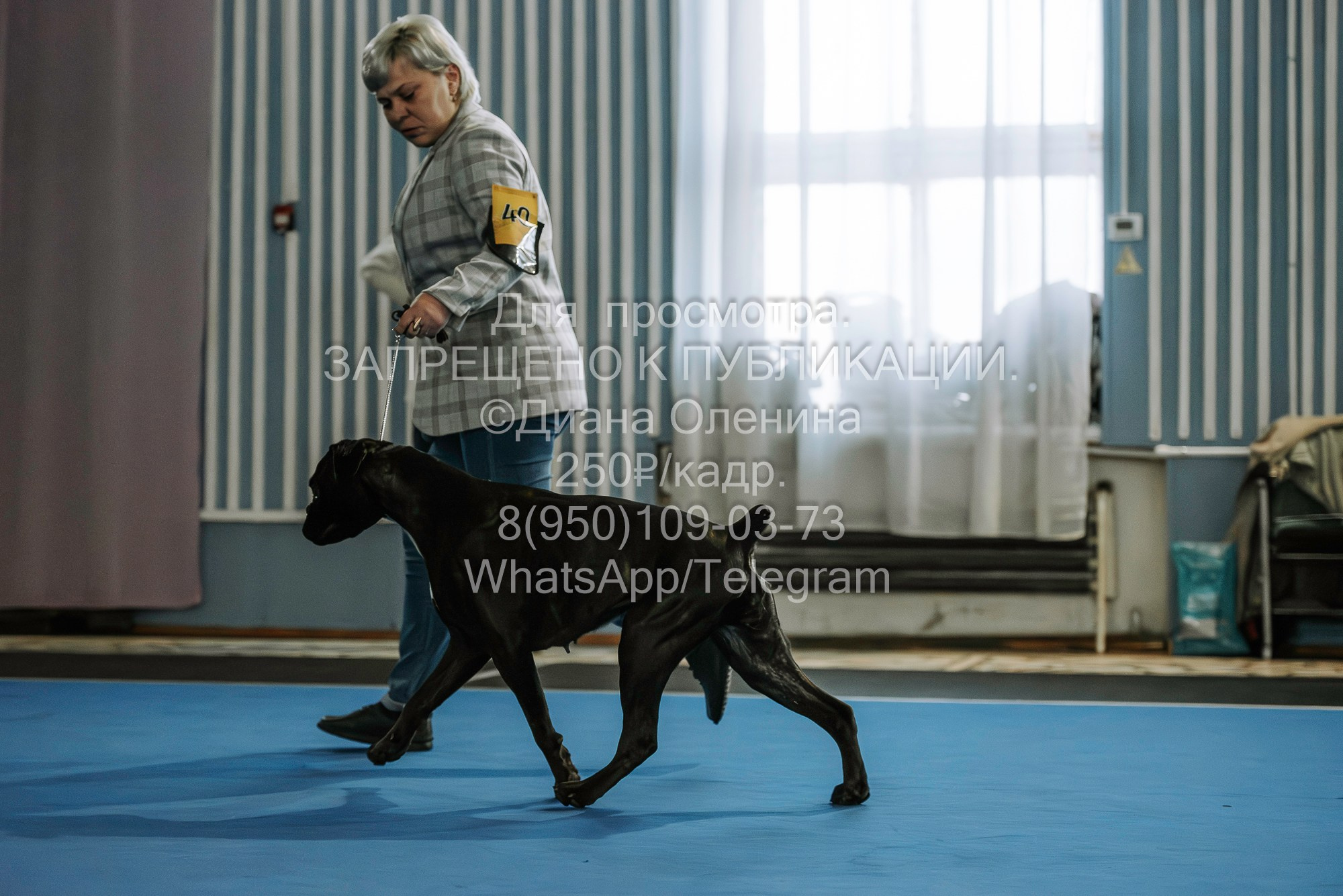 Выставка собак Красноярск 29.10.2023. Фотограф Диана Оленина Красноярск / Братск