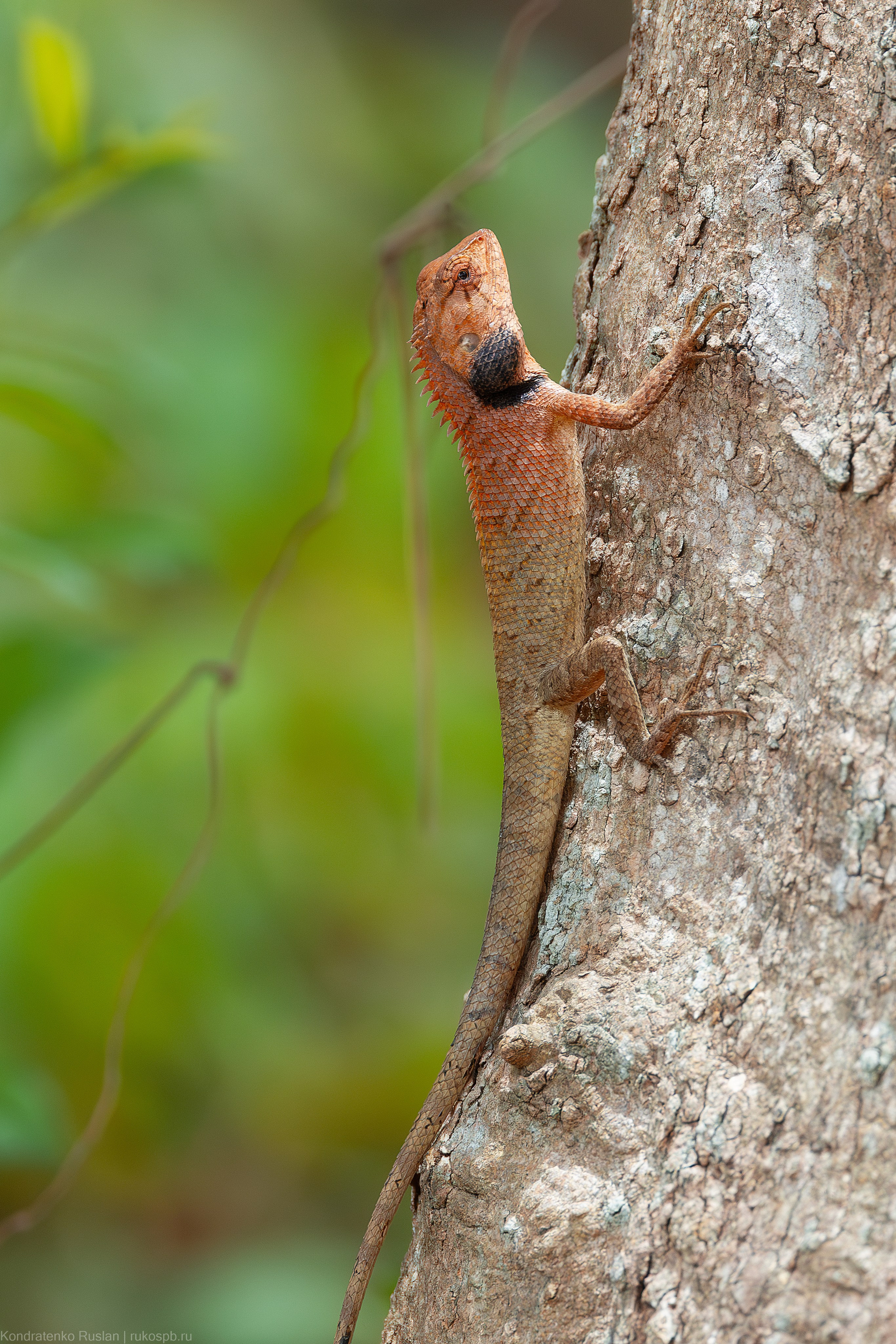 Калот-кровосос. Архитектурный и пейзажный фотограф Кондратенко Руслан, Санкт-Петербург