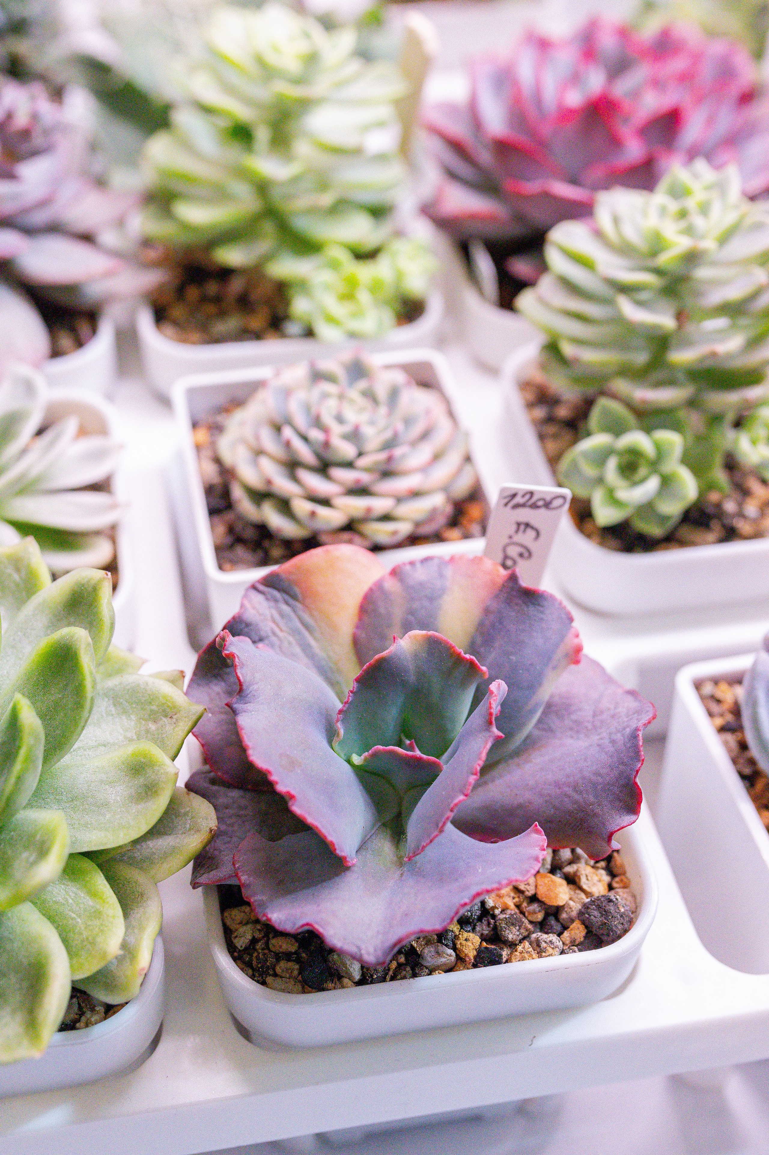 Кактус Фест. Александра Куликова фотограф, Москва