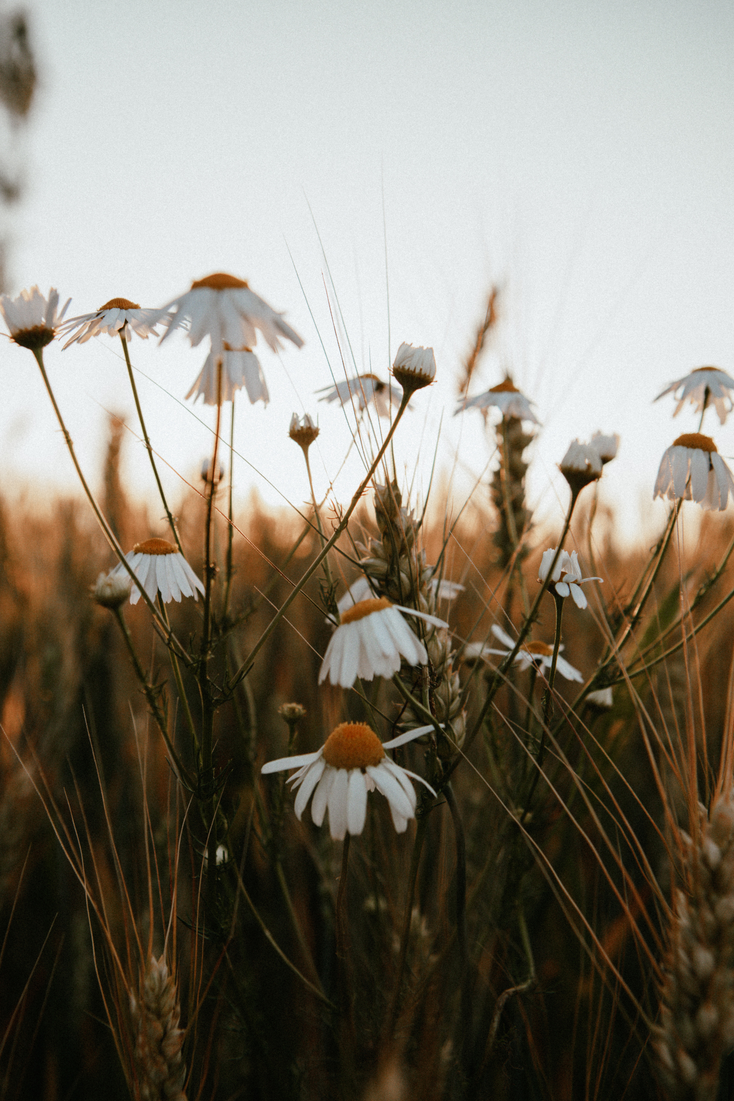 Дочки-матери. Кристина и Милана. Семейный и репортажный фотограф в Орле