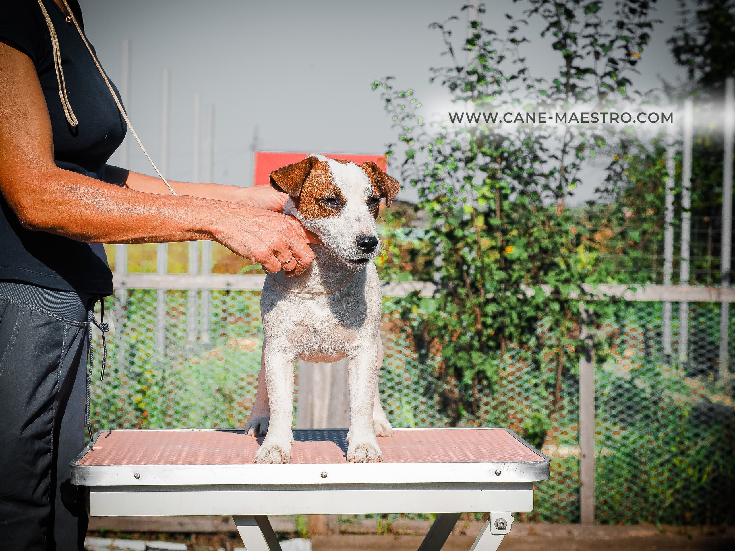 Щенок Джек-рассел-терьер. КМ ФЕРИТЕЙЛ. Гладкий джек рассел. Девочка№1. КАНЕ МАЭСТРО — питомник Джек рассел терьеров