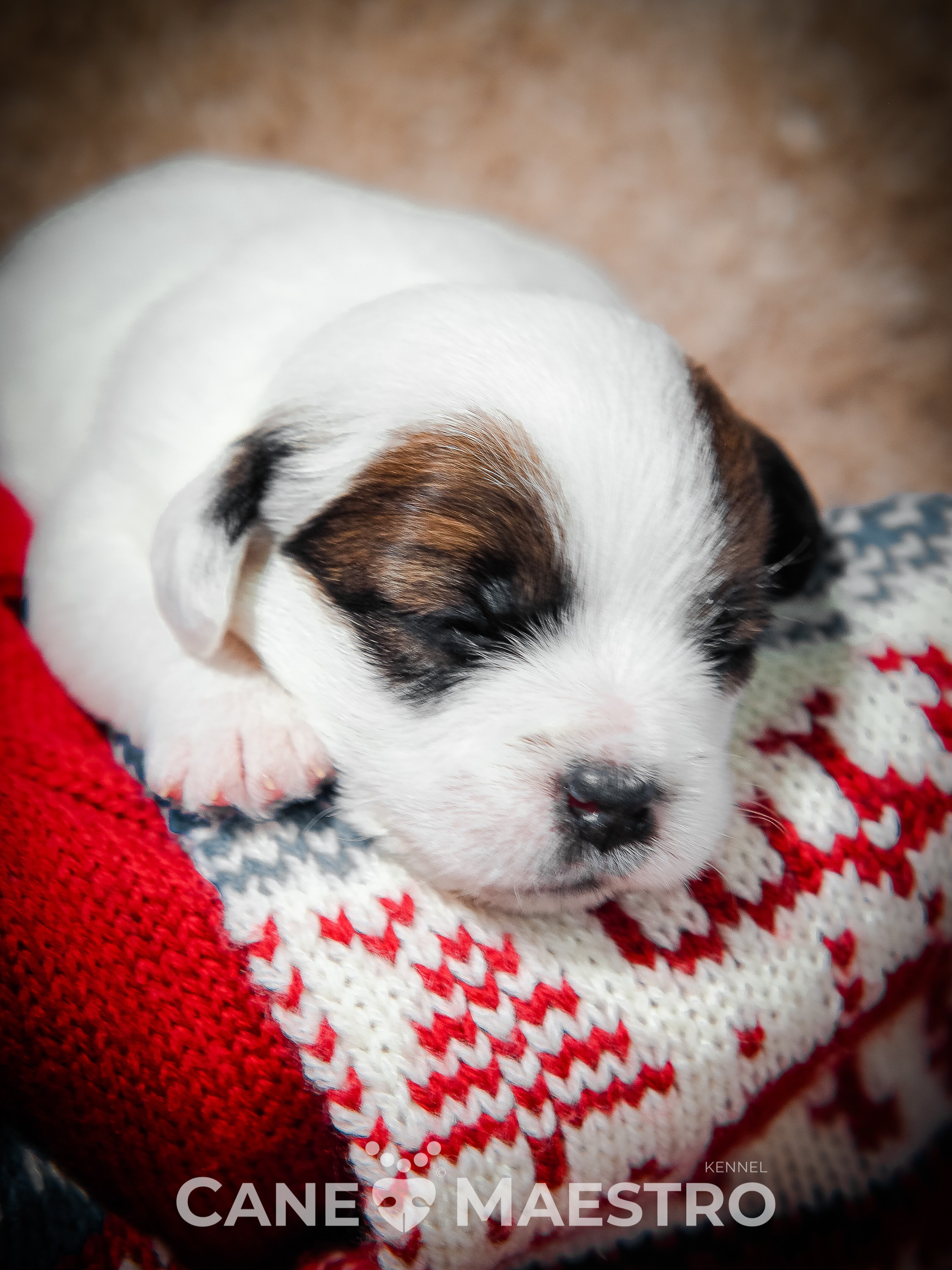 1КОБЛ_МОНОКЛЬ_Ц_ЛИТТЕР. CANE MAESTRO — kennel Jack Russell Terrier