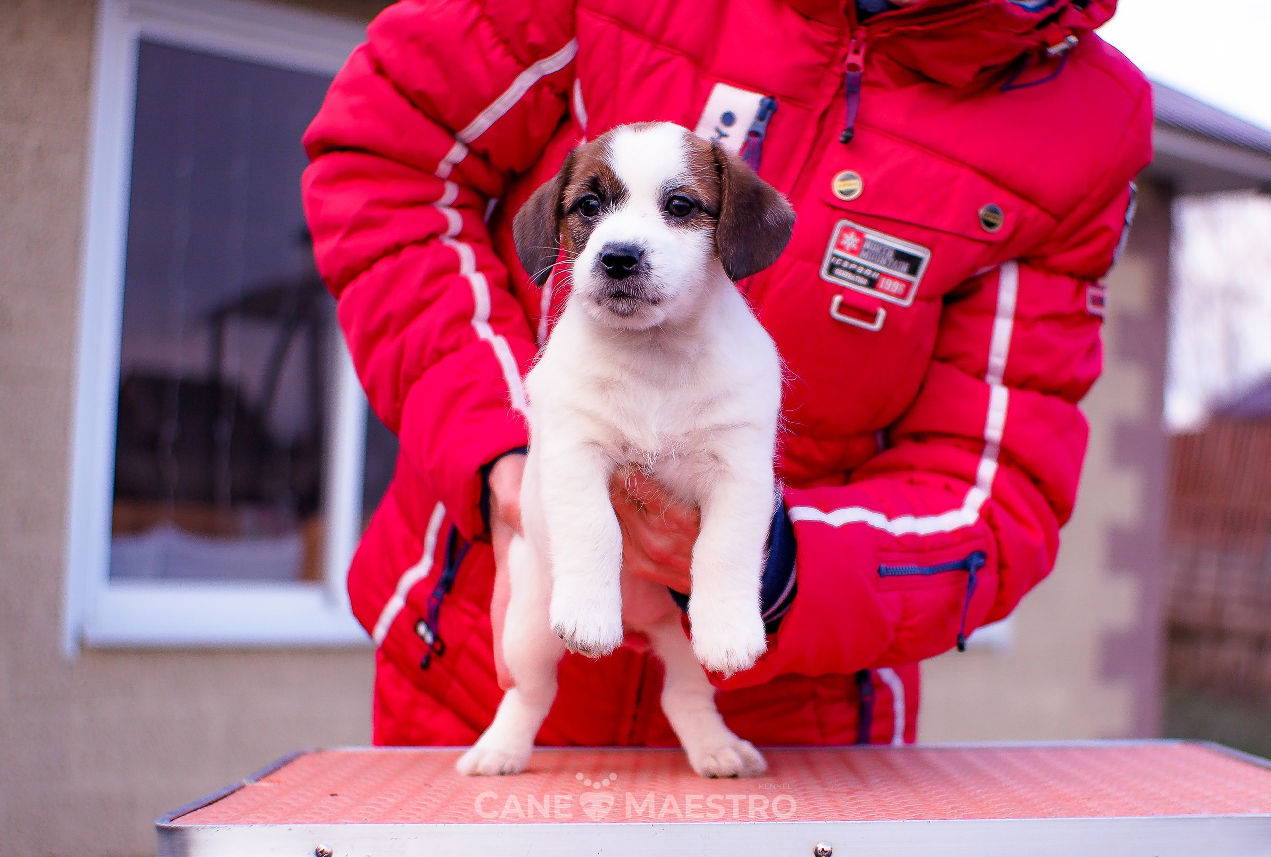 3_Девочка_СНЕЖНАЯ_Ц. CANE MAESTRO — kennel Jack Russell Terrier