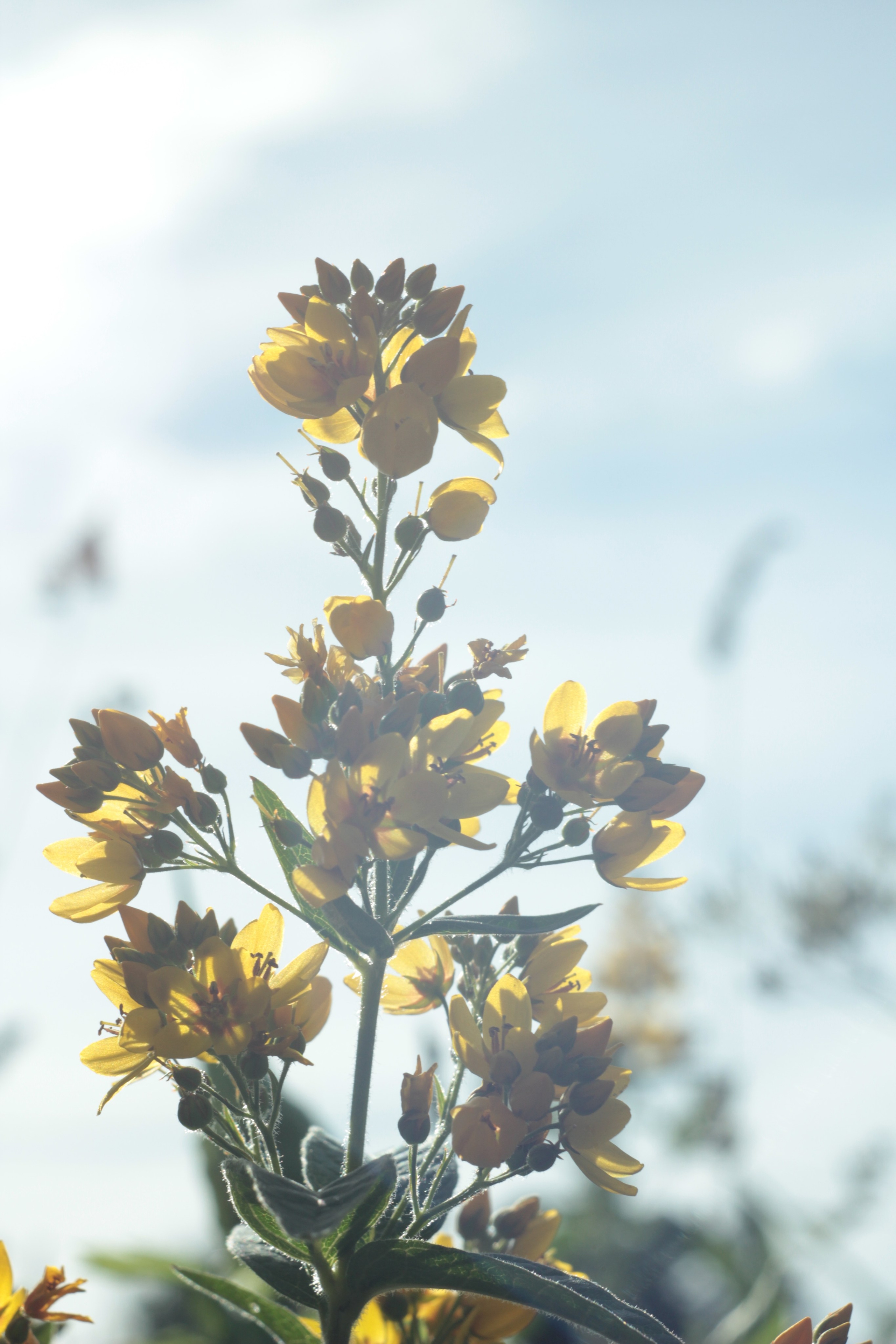 Вне студии. Фотограф Светлана Заплатина
