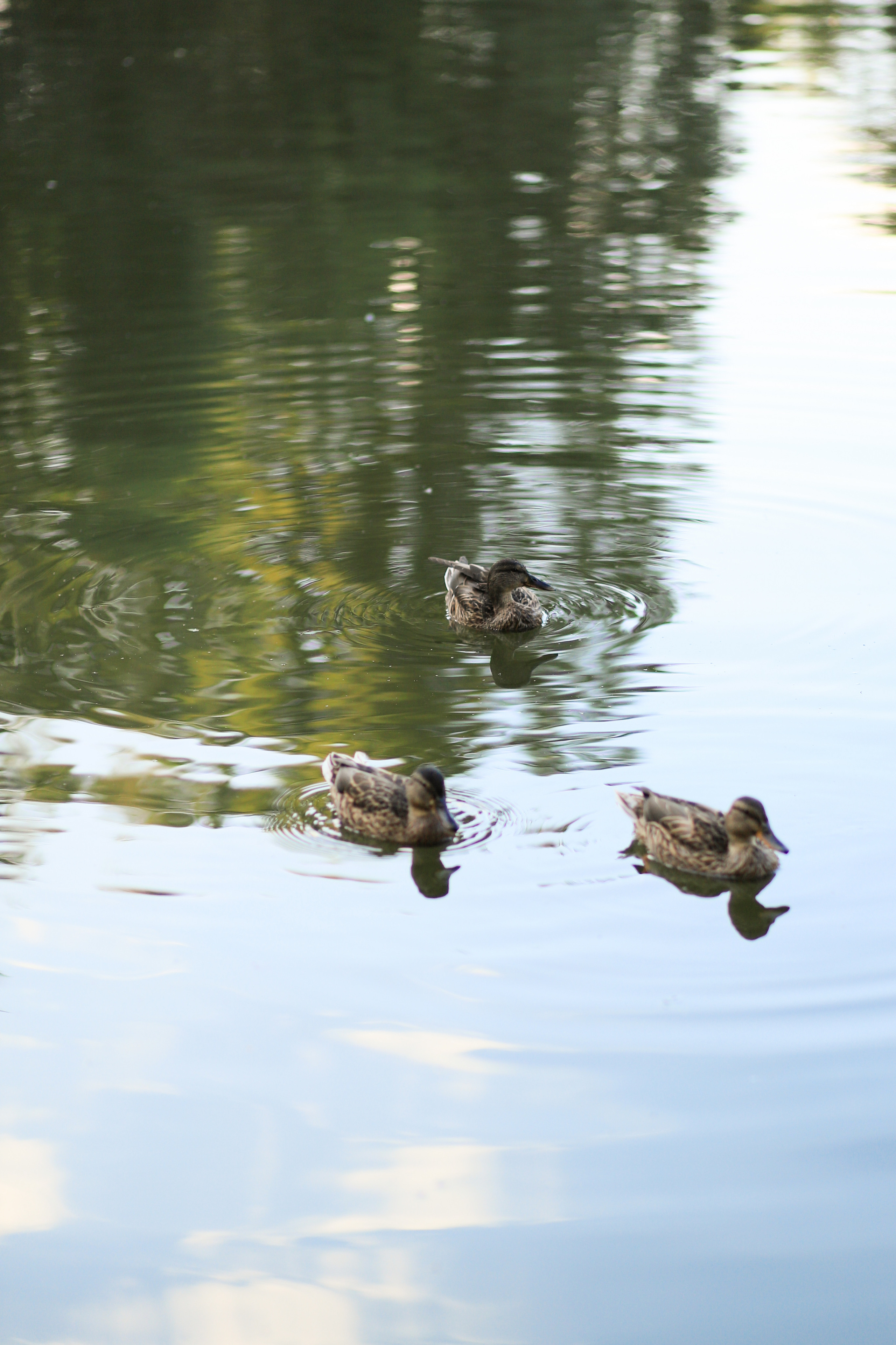 Екатерина. Семейный и портретный фотограф в Москве Александра Науменко