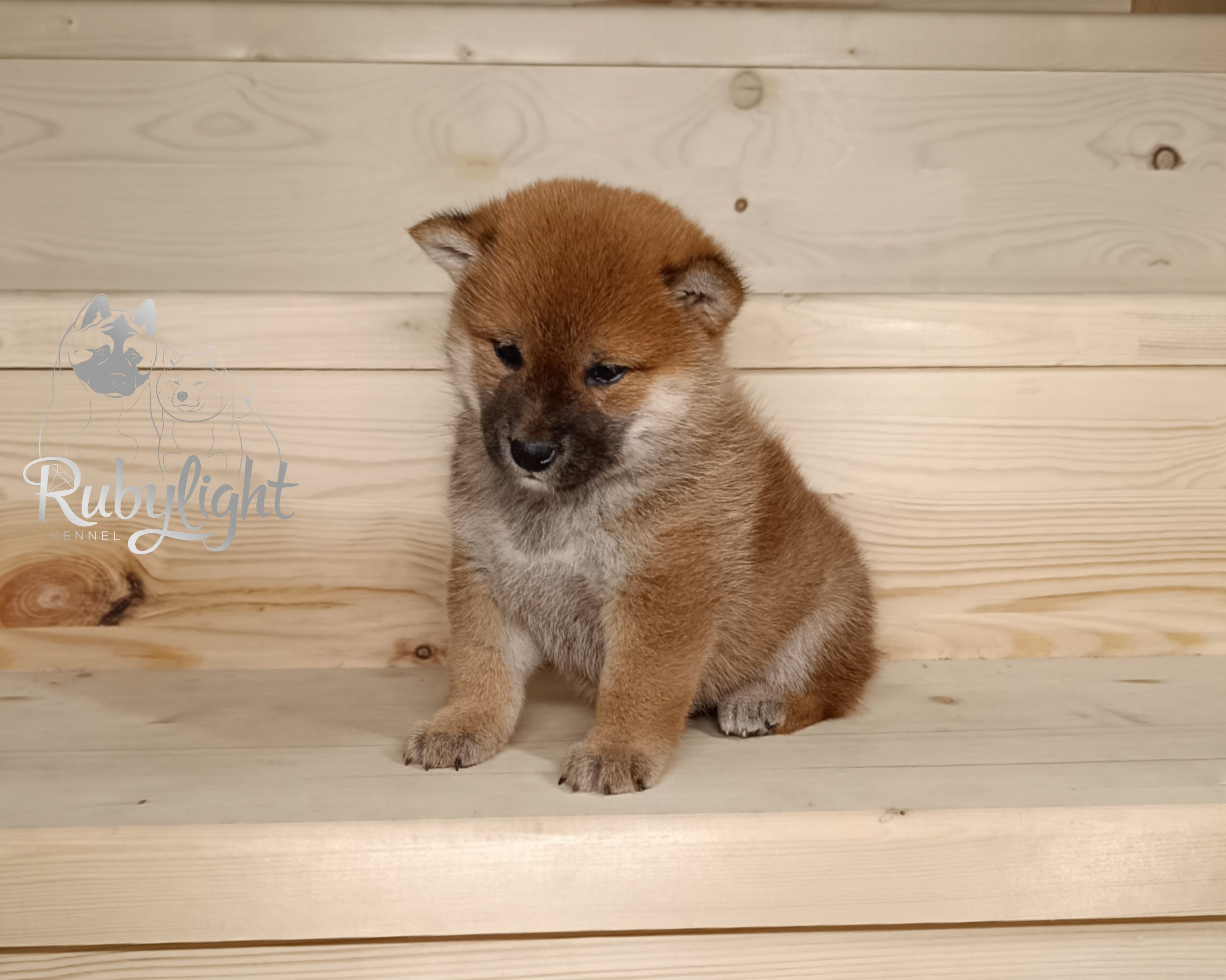 Сиба Rubylight Ellis питомник Рубилайт 