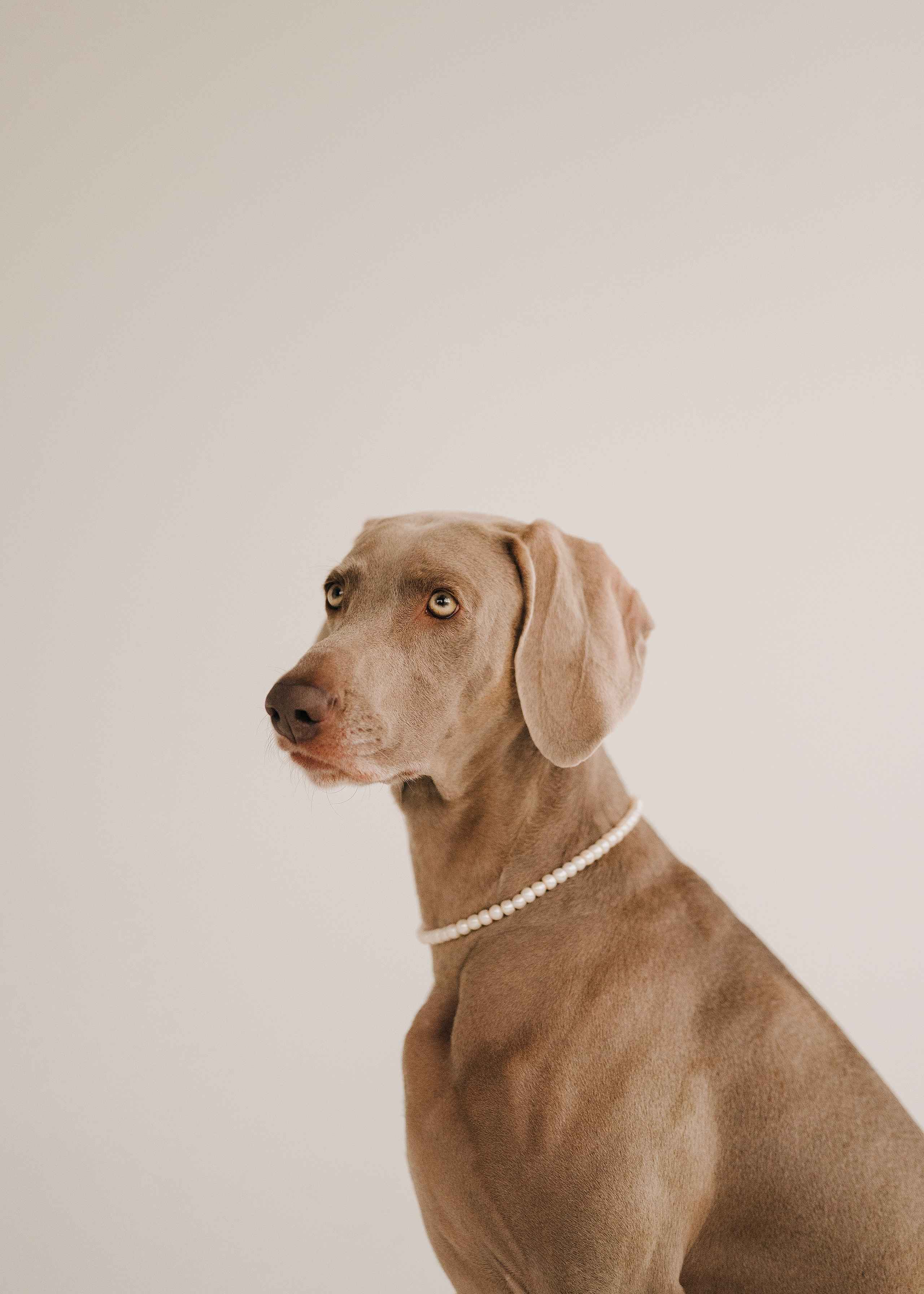 Фани. Фотограф- анималист Александра Матвеева