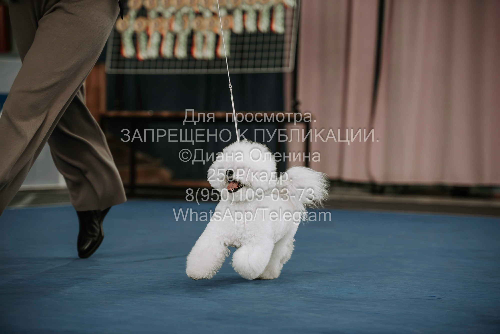 Выставка собак Красноярск 29.10.2023. Фотограф Диана Оленина Красноярск / Братск