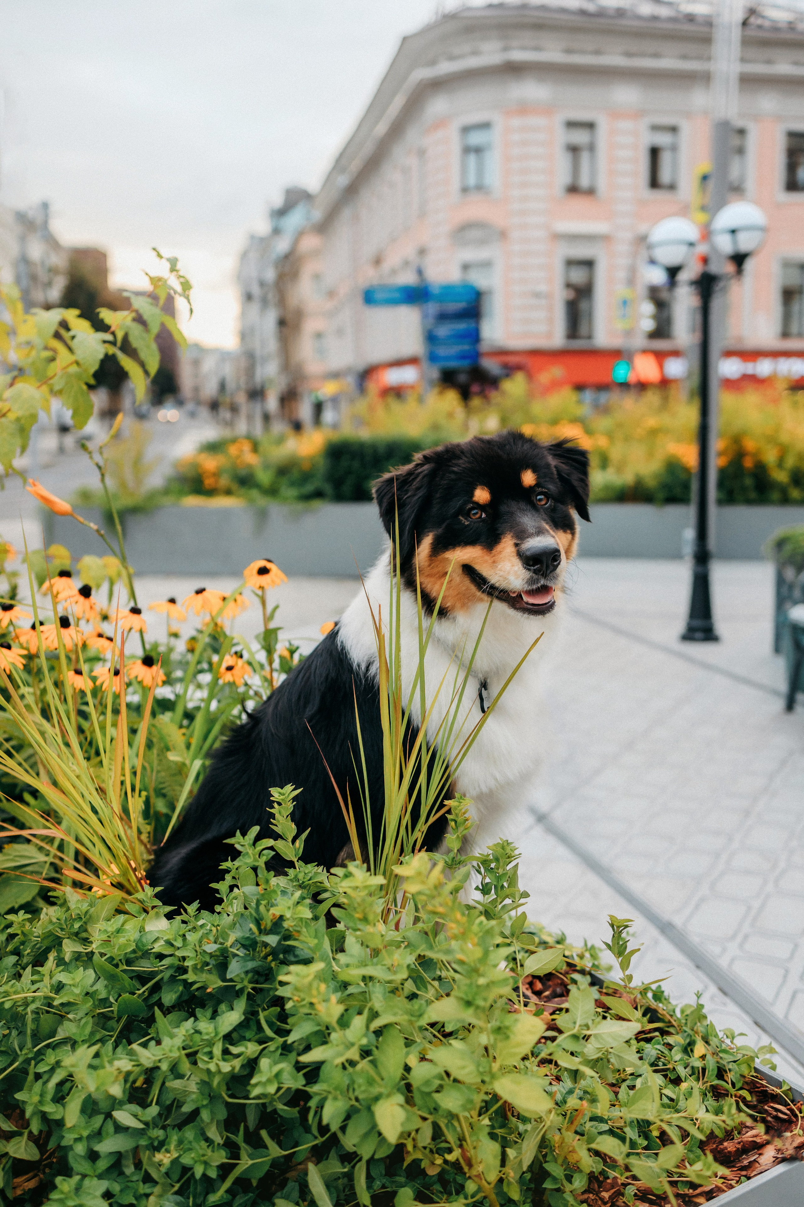 Лена и Рэй. Фотограф-анималист Елена Радченко, Москва