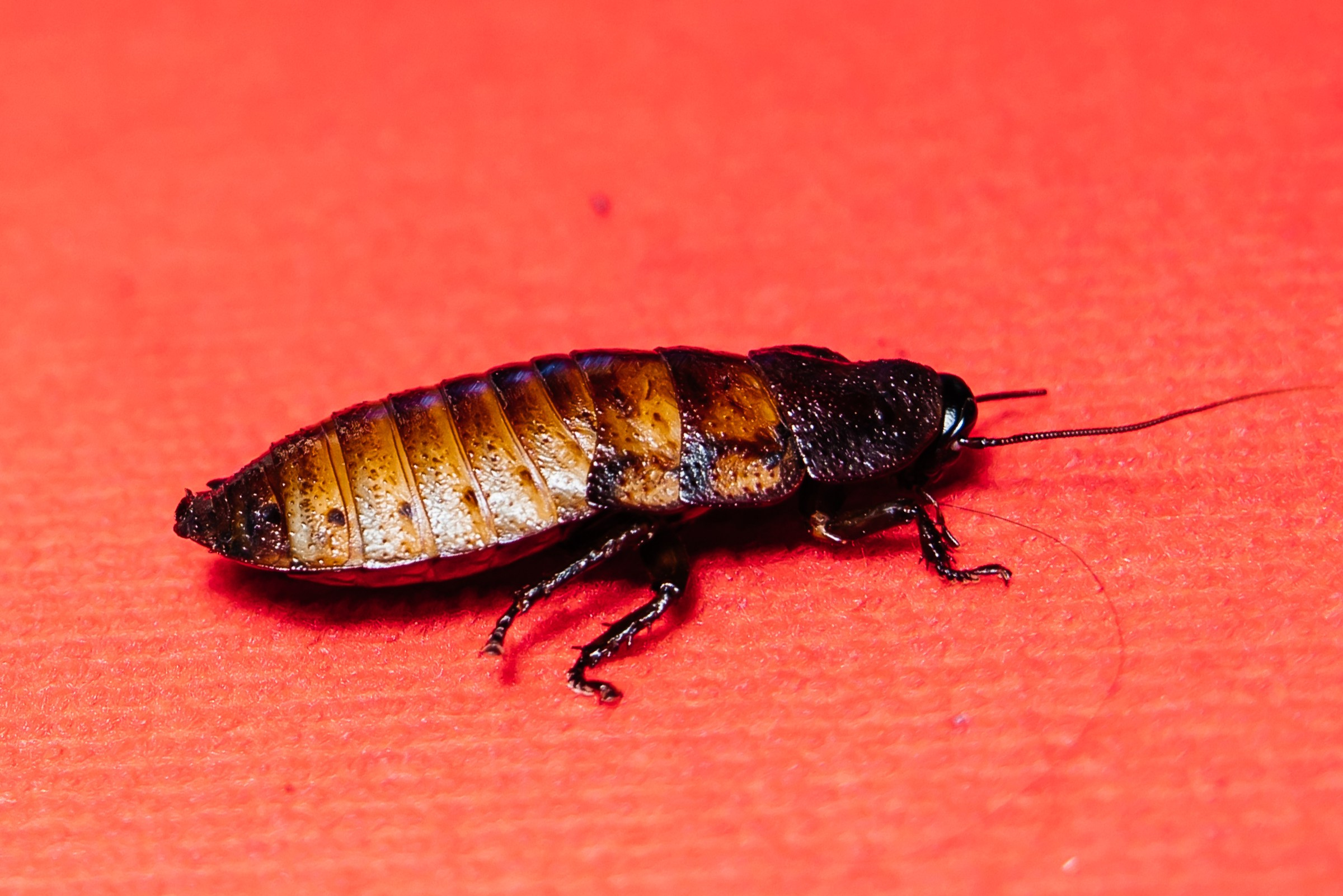 Денису 35 лет. Репортажный и свадебный фотограф Катерина Потапова