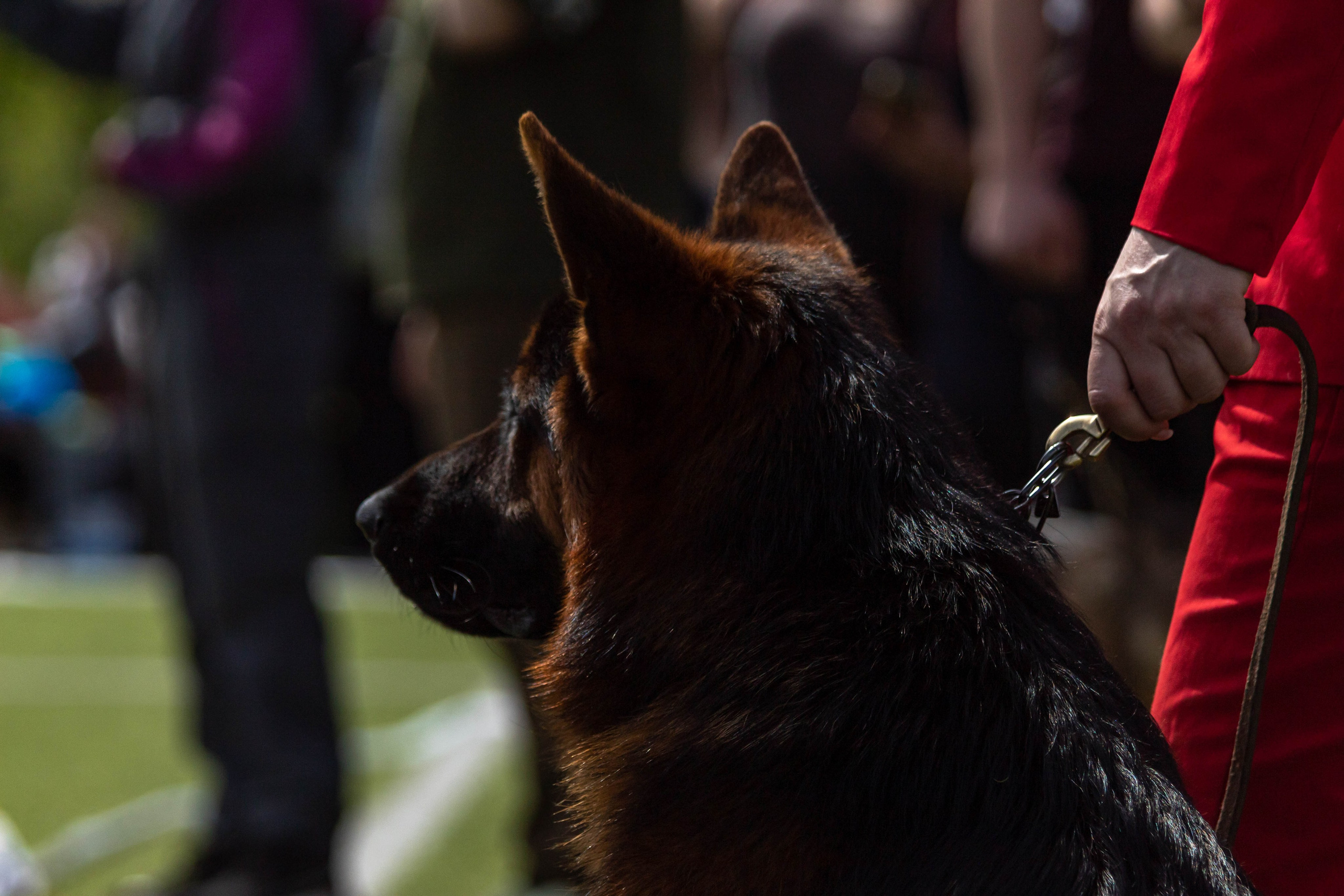 Фотограф анималист для выставки собак в Туле. Фотограф анималист — Тула, Москва