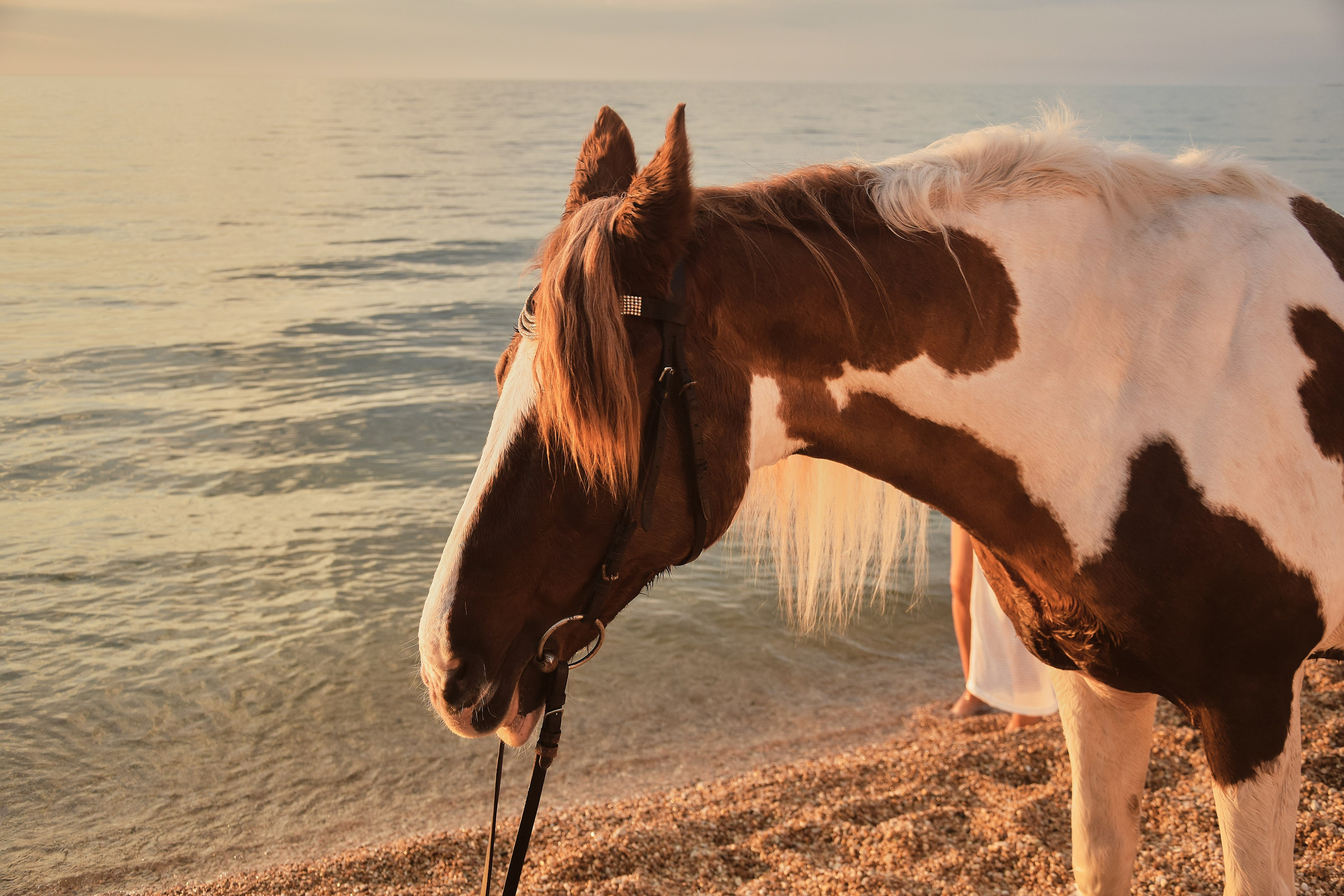Виктория и ЛУна. Фотограф в Севастополе