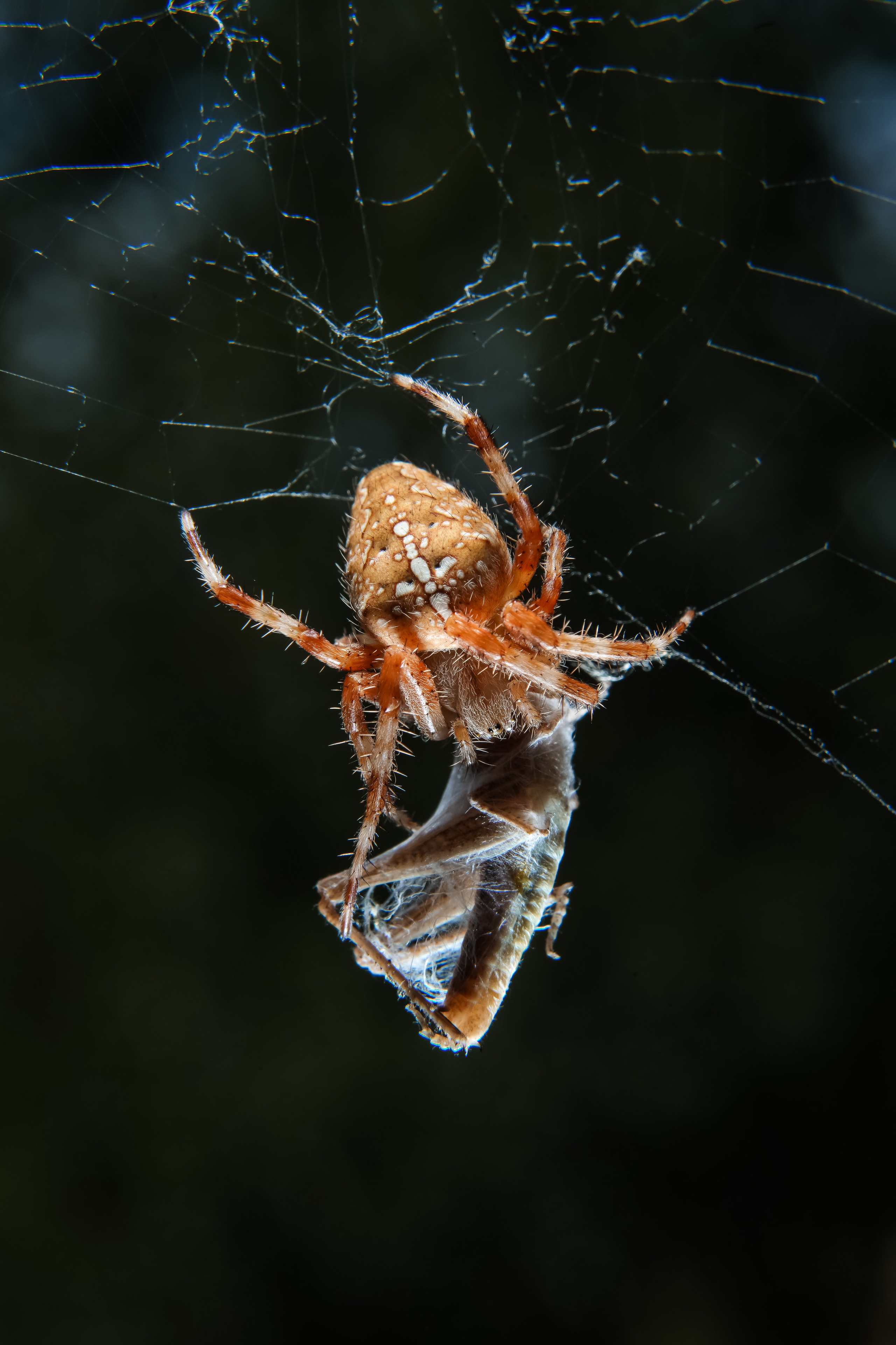 МАКРО. Фотограф в Алматы Артемий Матюнин