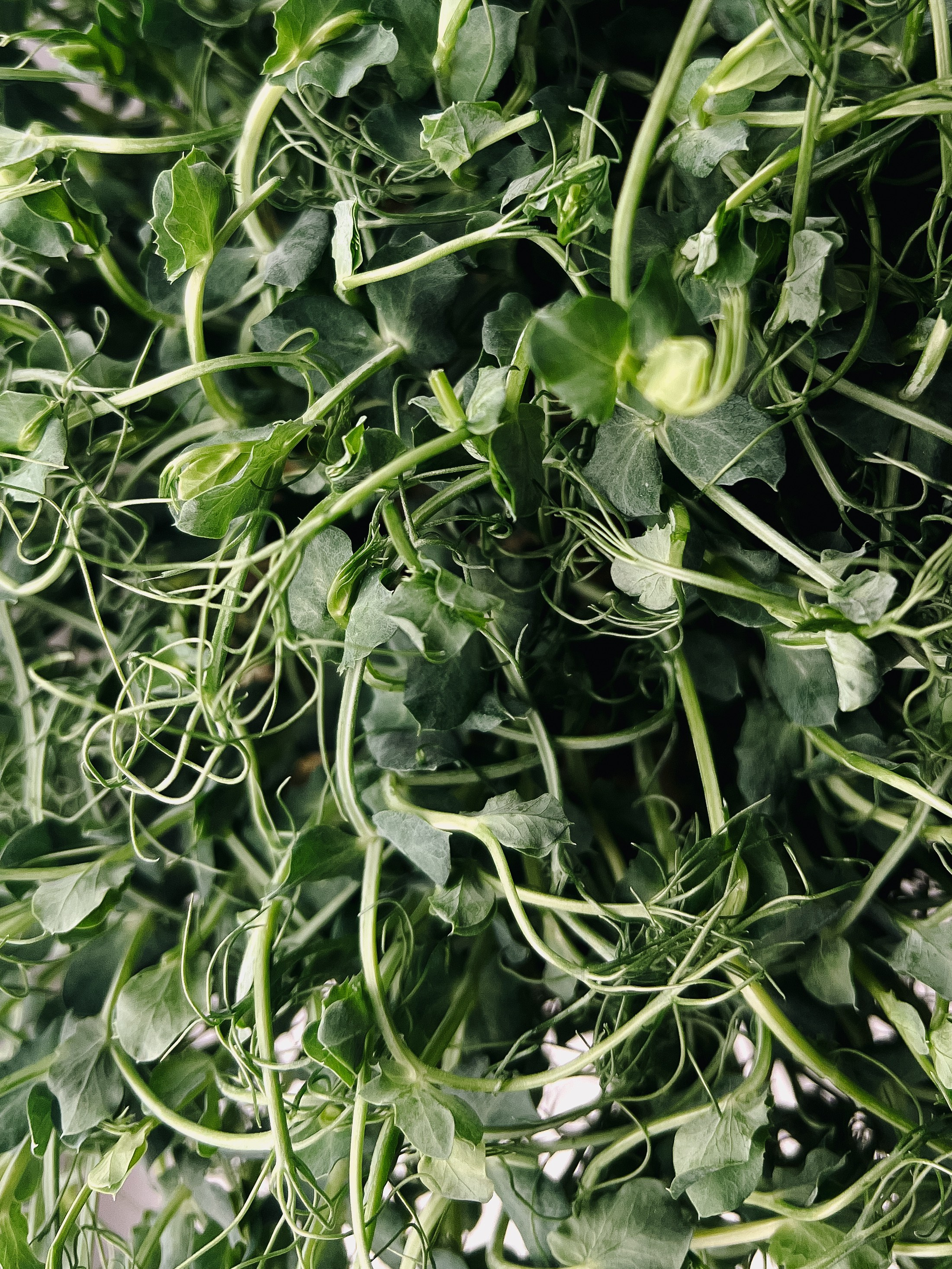 Food. Алёна Стерхова — Предметный и портретный фотограф. Ижевск