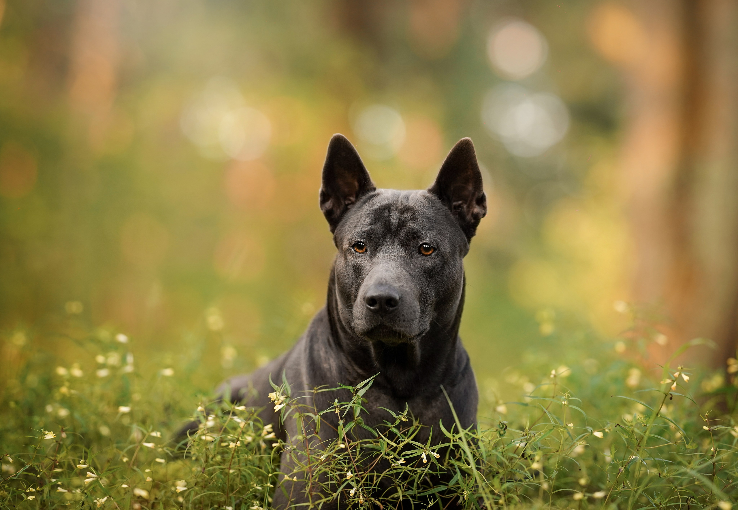 Вероника и Адам. Фотограф-анималист в Санкт-Петербурге Яна Мартынова