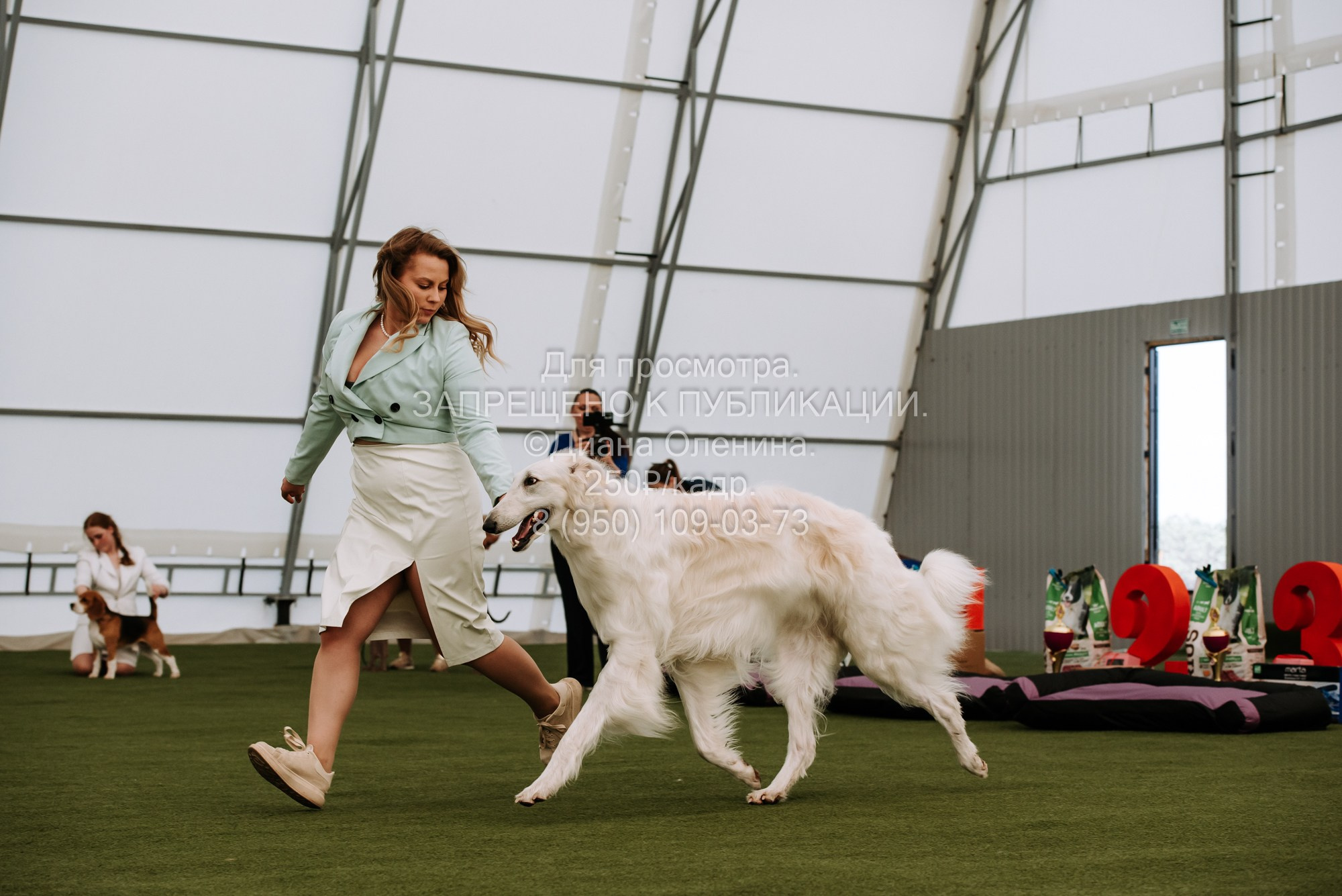 Выставка собак Красноярск 2.06. Фотограф Диана Оленина Красноярск / Братск