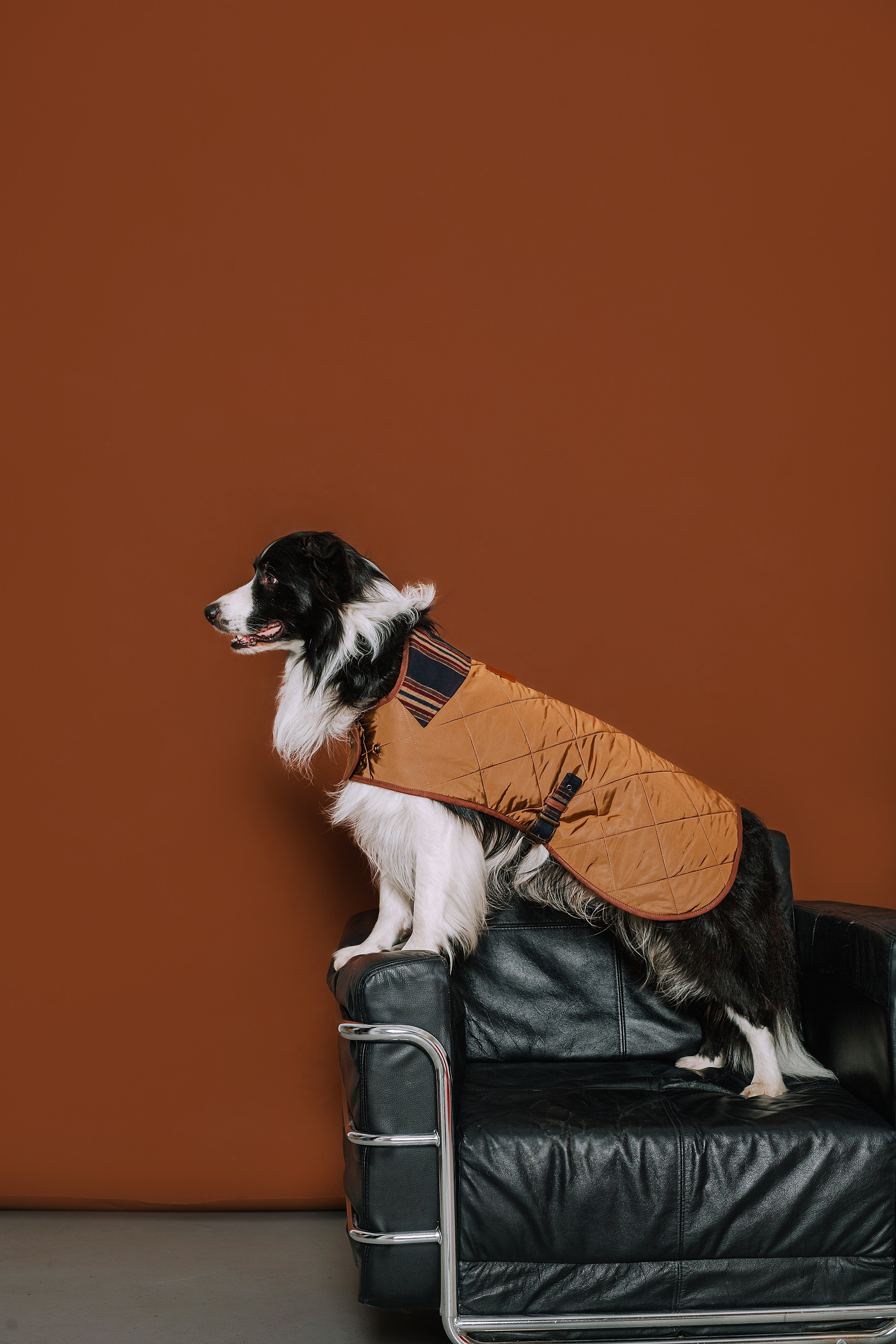 Съемка для бренда TEDDYBOY. Фотограф-анималист Татьяна Степанова