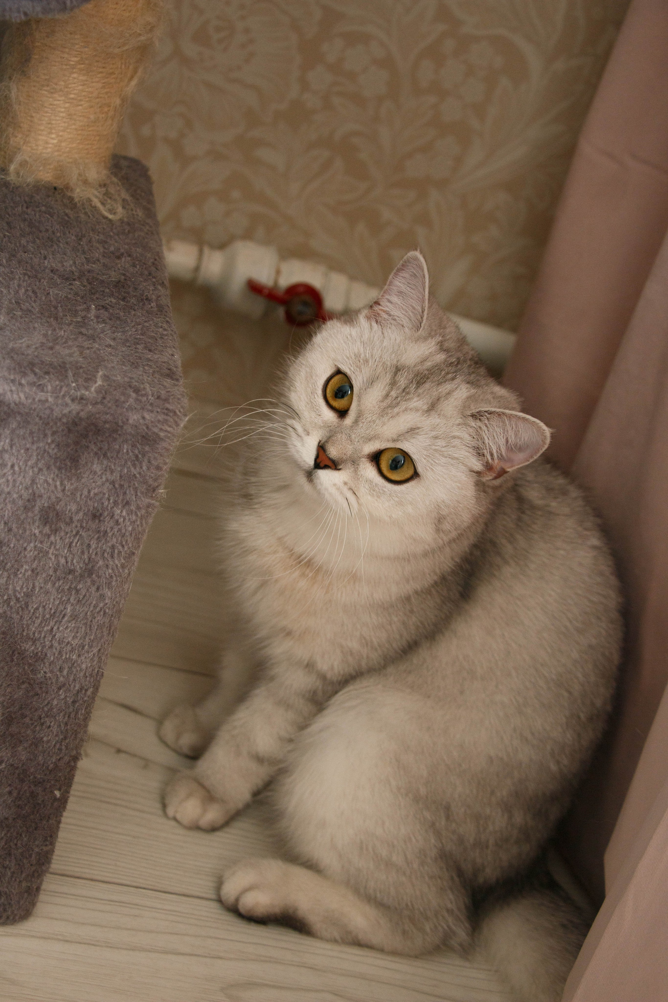 NASTYA & KITTI. Бережно сохраняю ваши чувства и истории на своих фотографиях