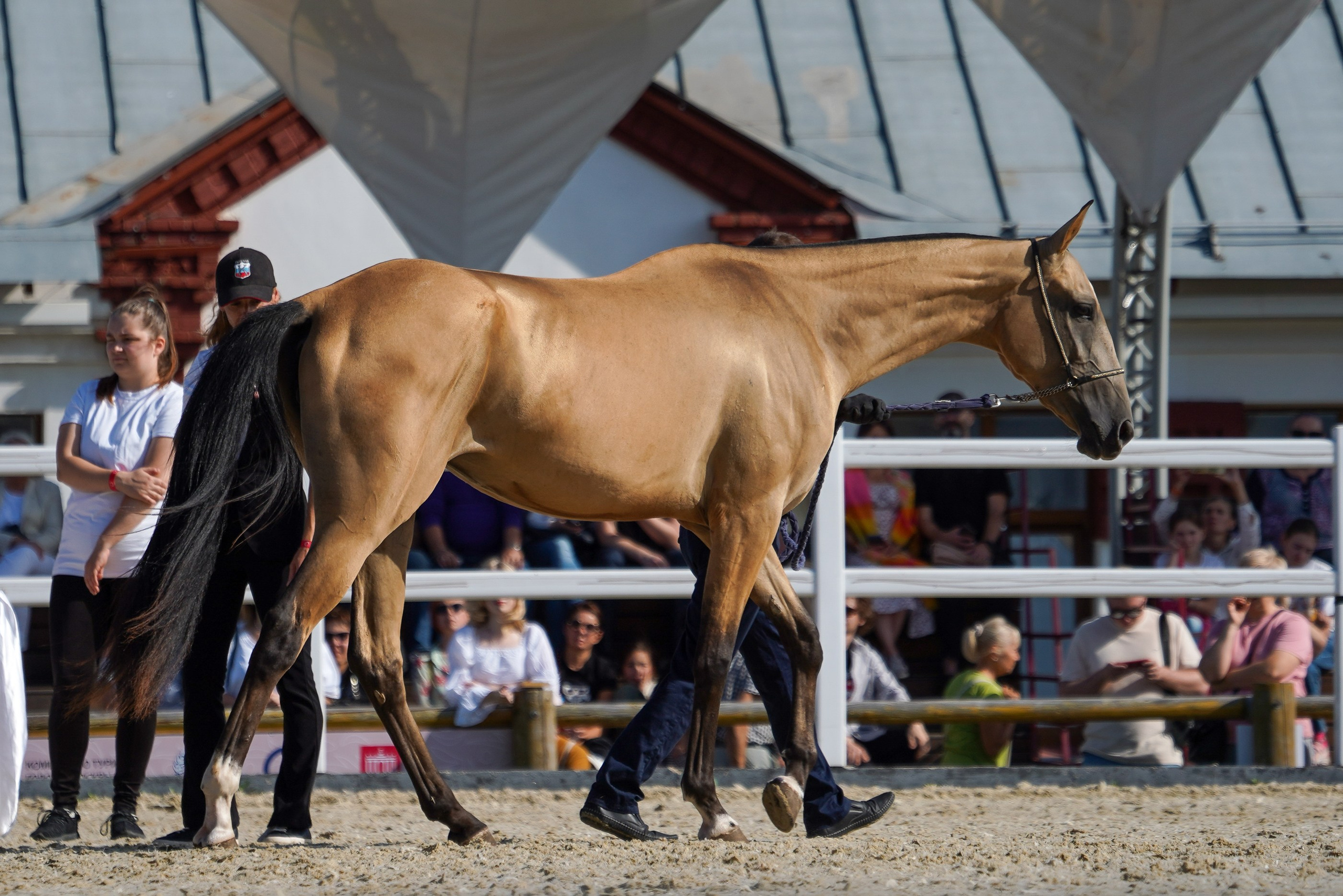 Чемпионат лошадей чистокровной ахалтекинской породы «КУБОК РОССИИ — 2024». Фотограф-анималист, портретный фотограф в Чебоксарах Мария Садыкова