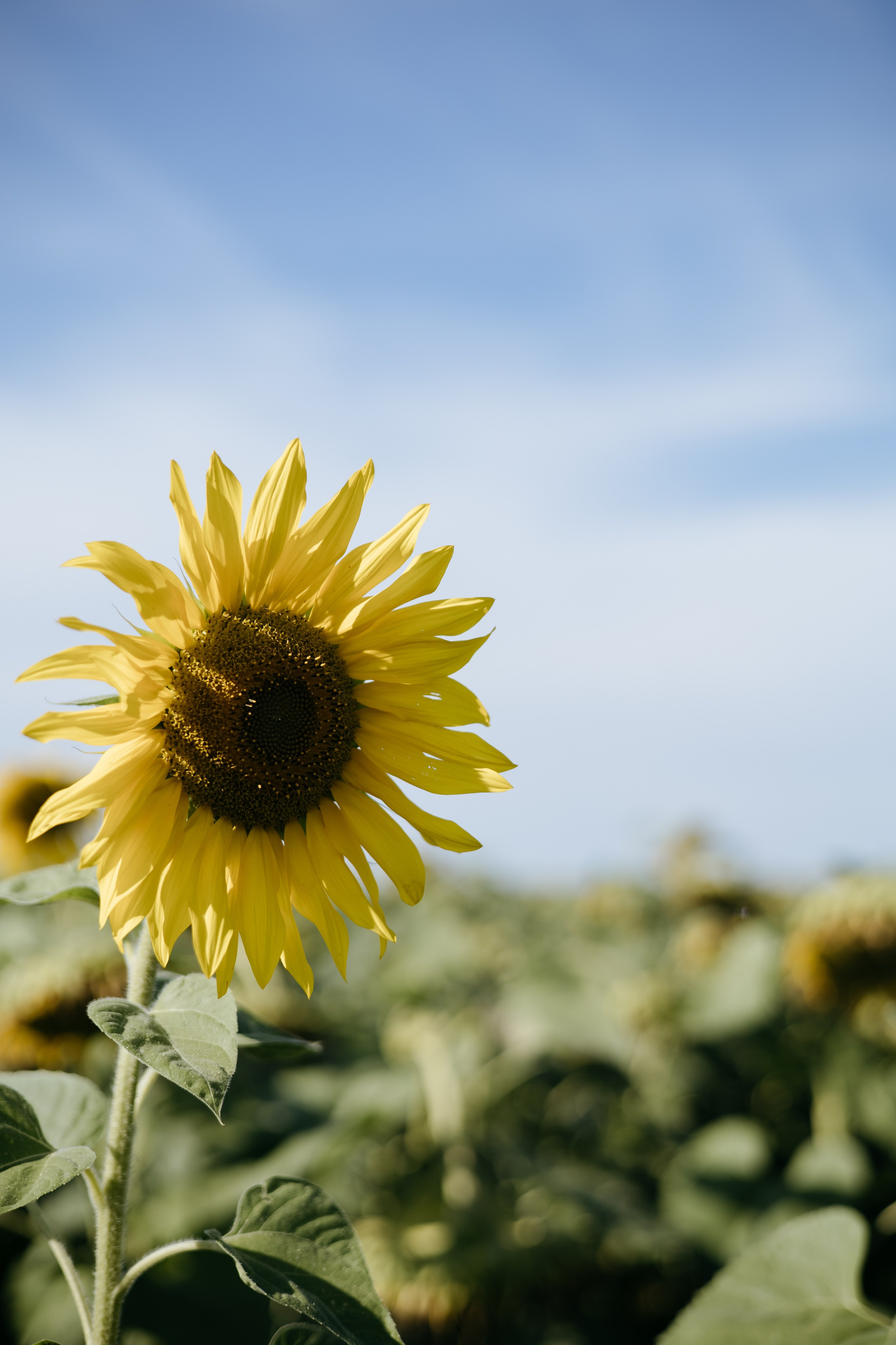 MARYSHA. Фотограф Элла Ефимова