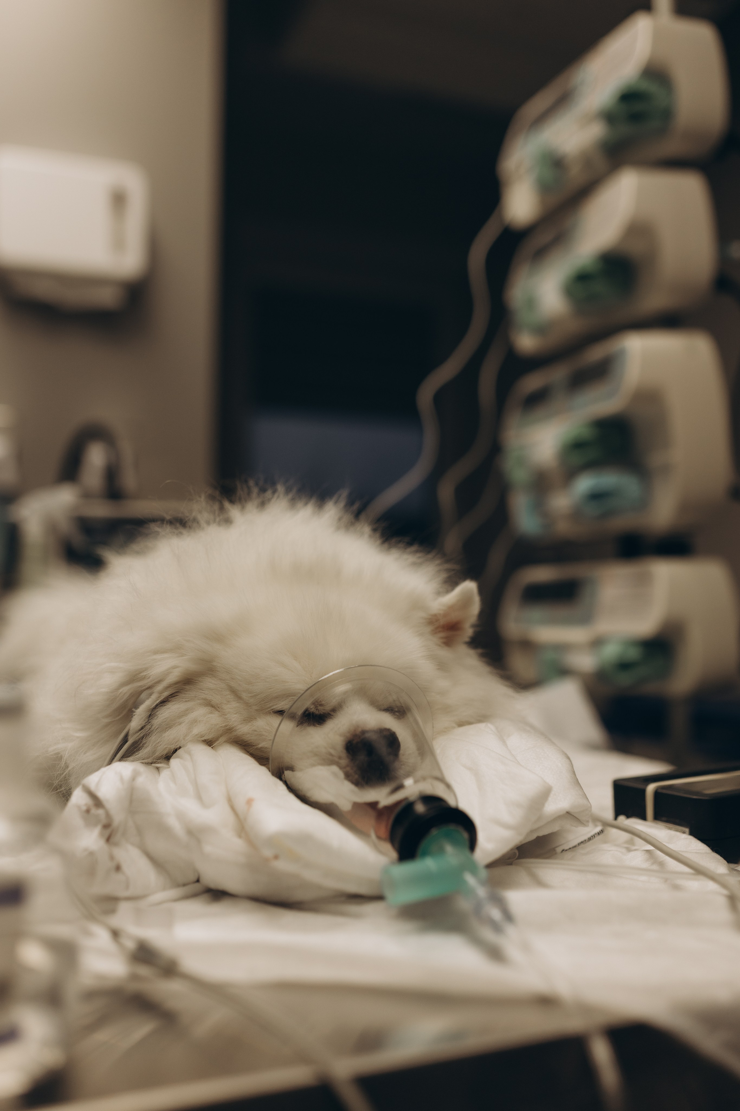 VetLife. Татьяна Афонина | Фотограф