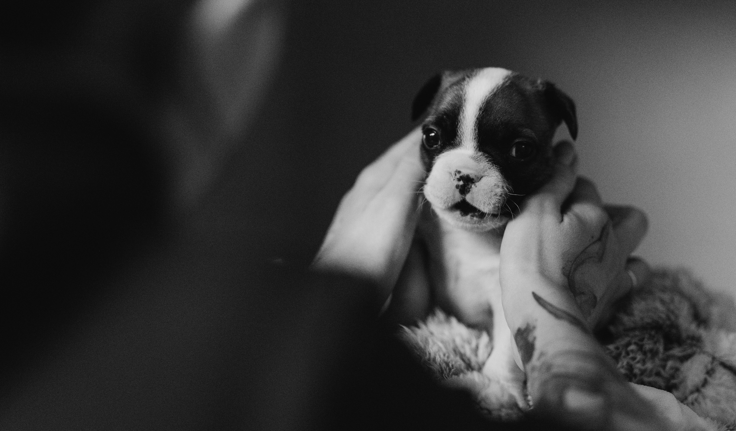 VetLife. Татьяна Афонина | Фотограф